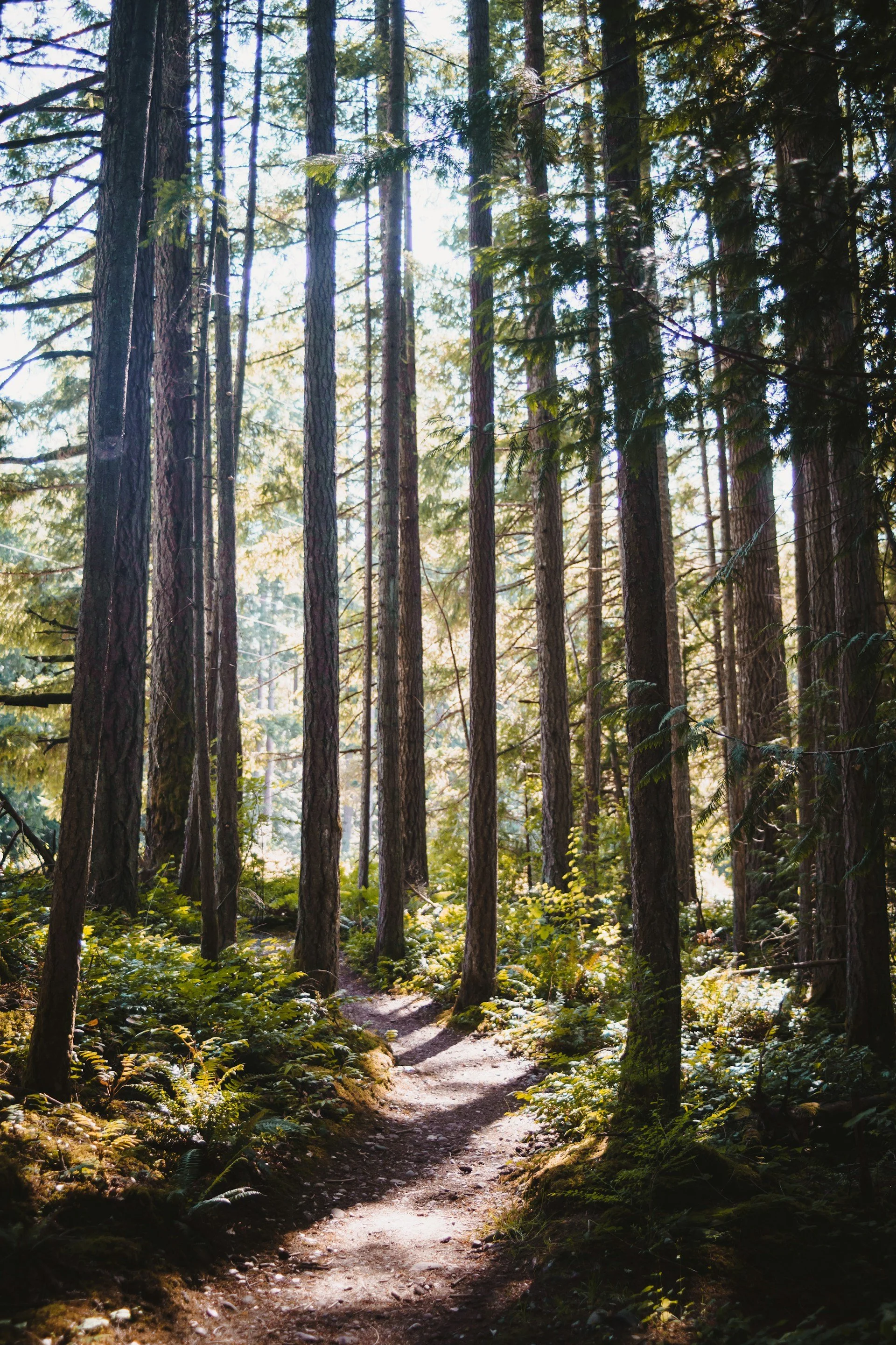 A dirt trail winding through a dense forest of tall pine trees with sunlight filtering through the branches.