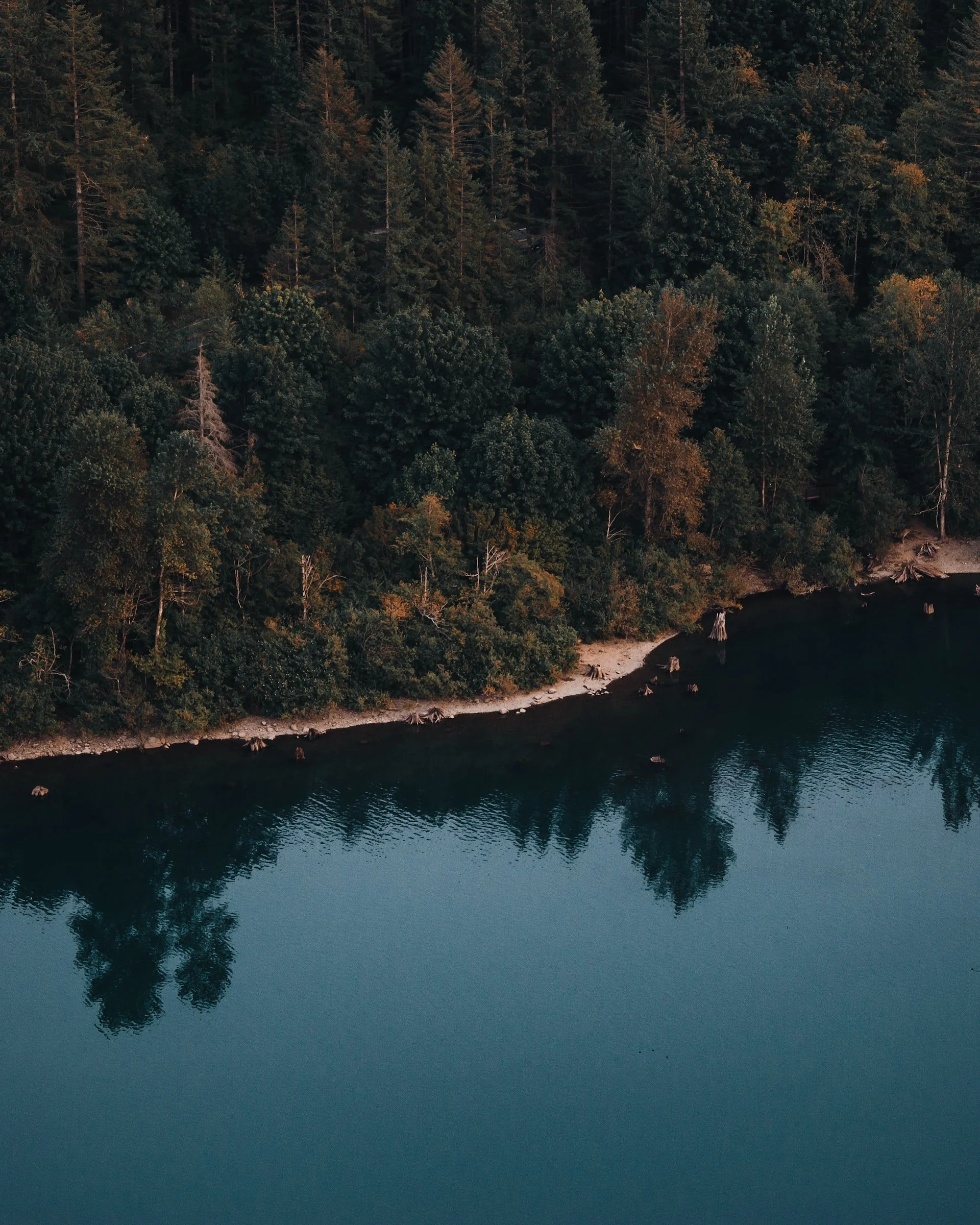 Aerial view of a dense forest shoreline with trees and reflections in the water.