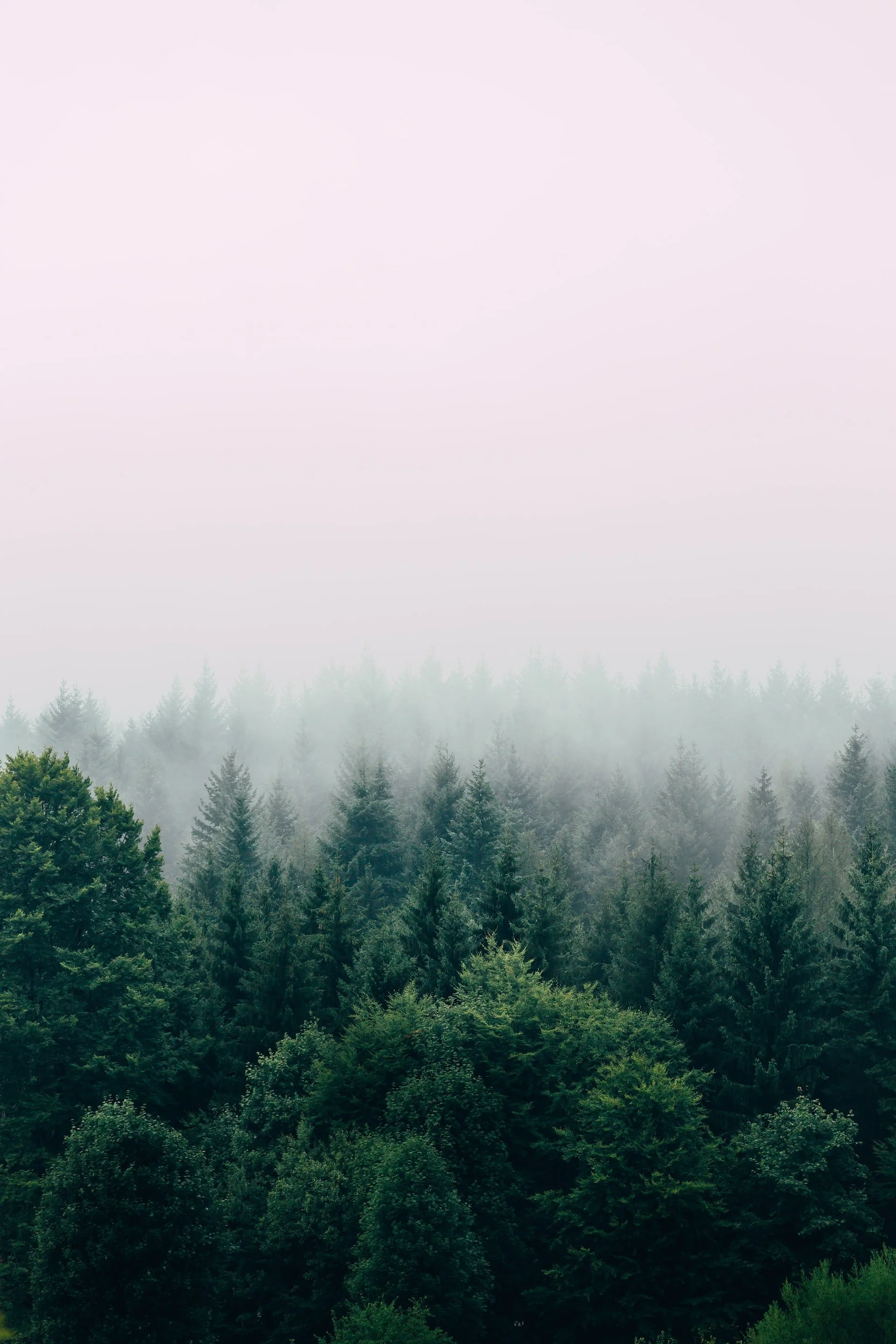 A foggy forest with dense green trees, partially obscured by mist, under a pale pink sky.
