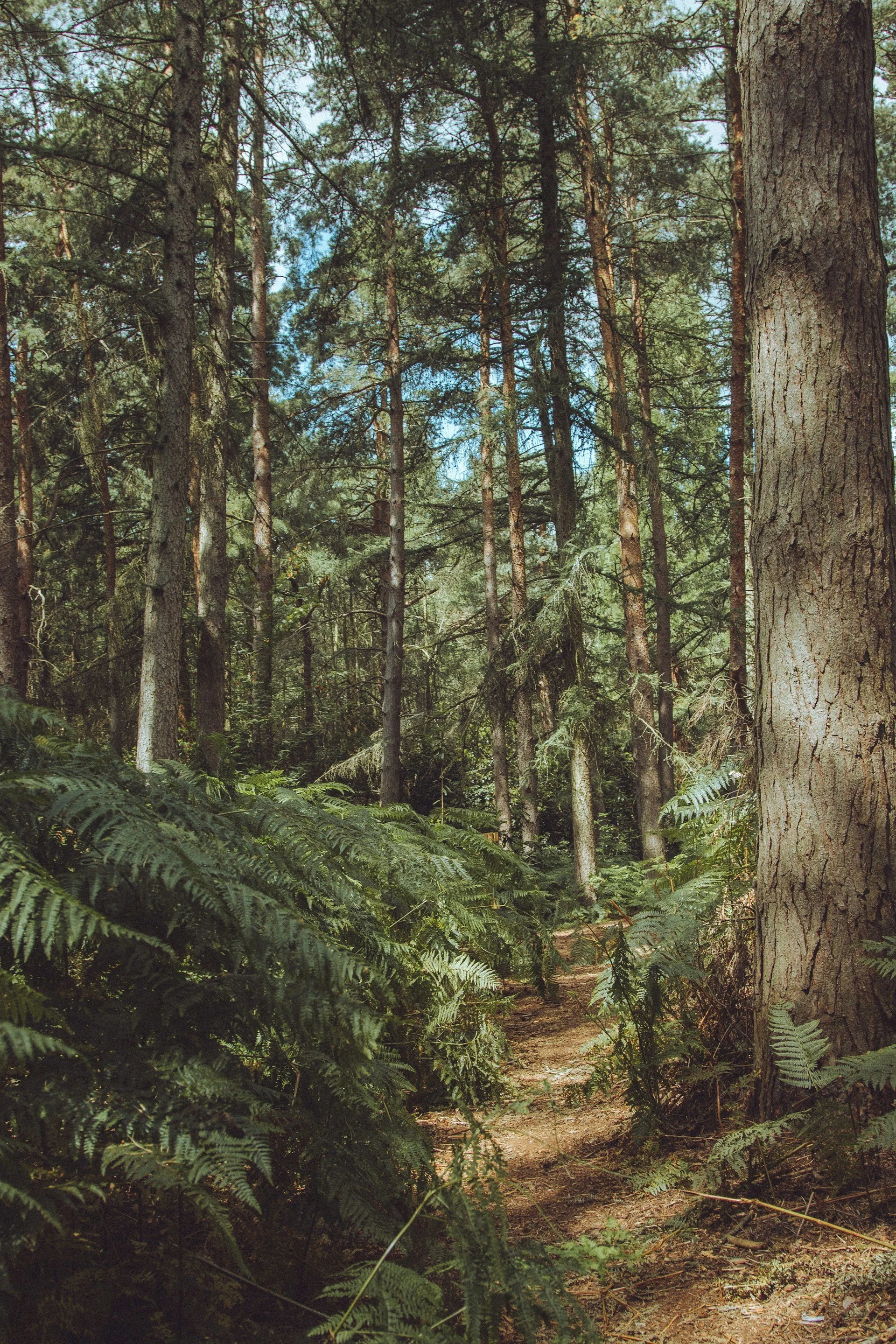 A dense forest scene with tall pine trees, leafy ferns, and a dirt trail winding through the woods.