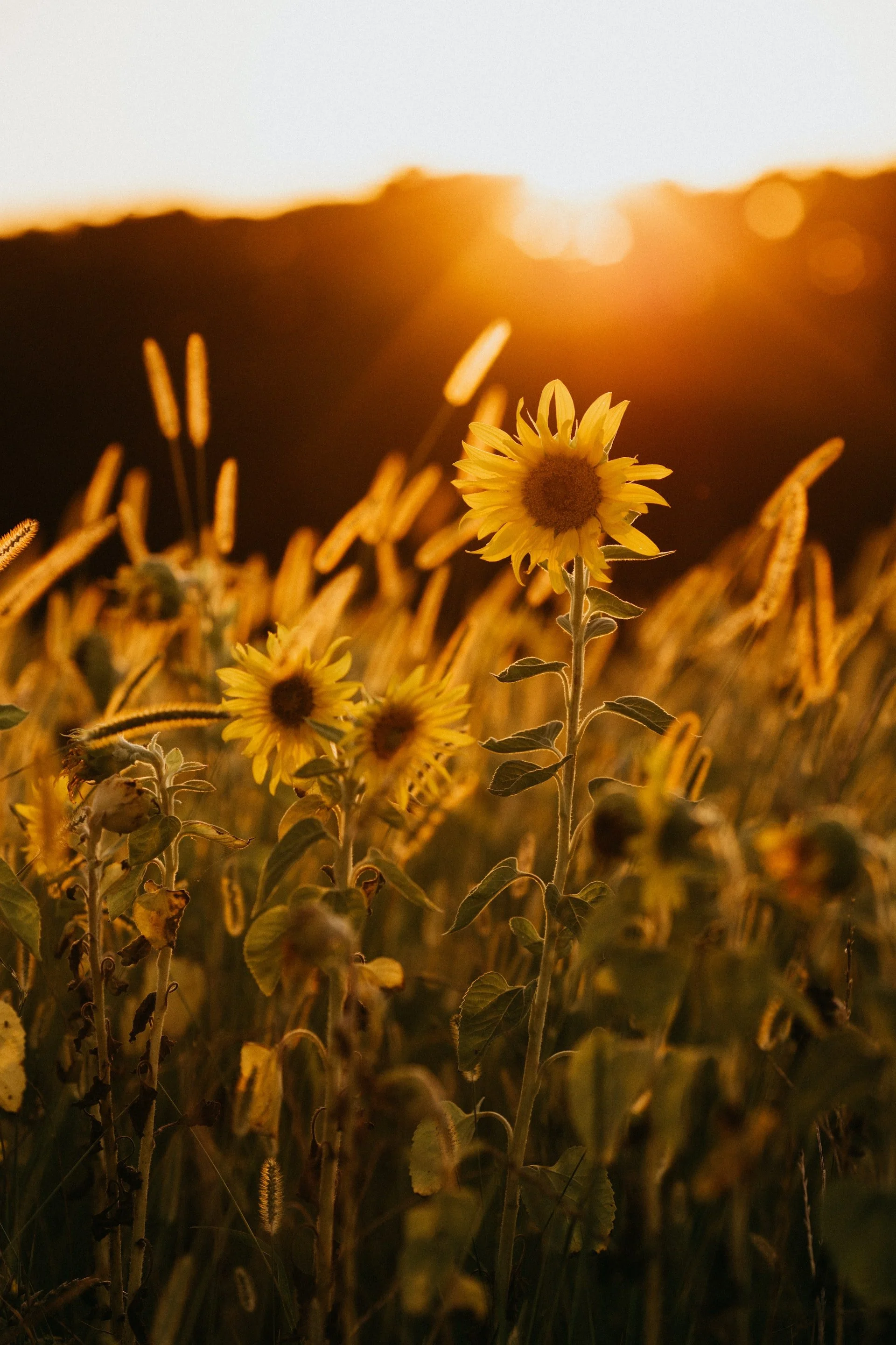Sunflowers in a field during sunset with a warm, golden glow.