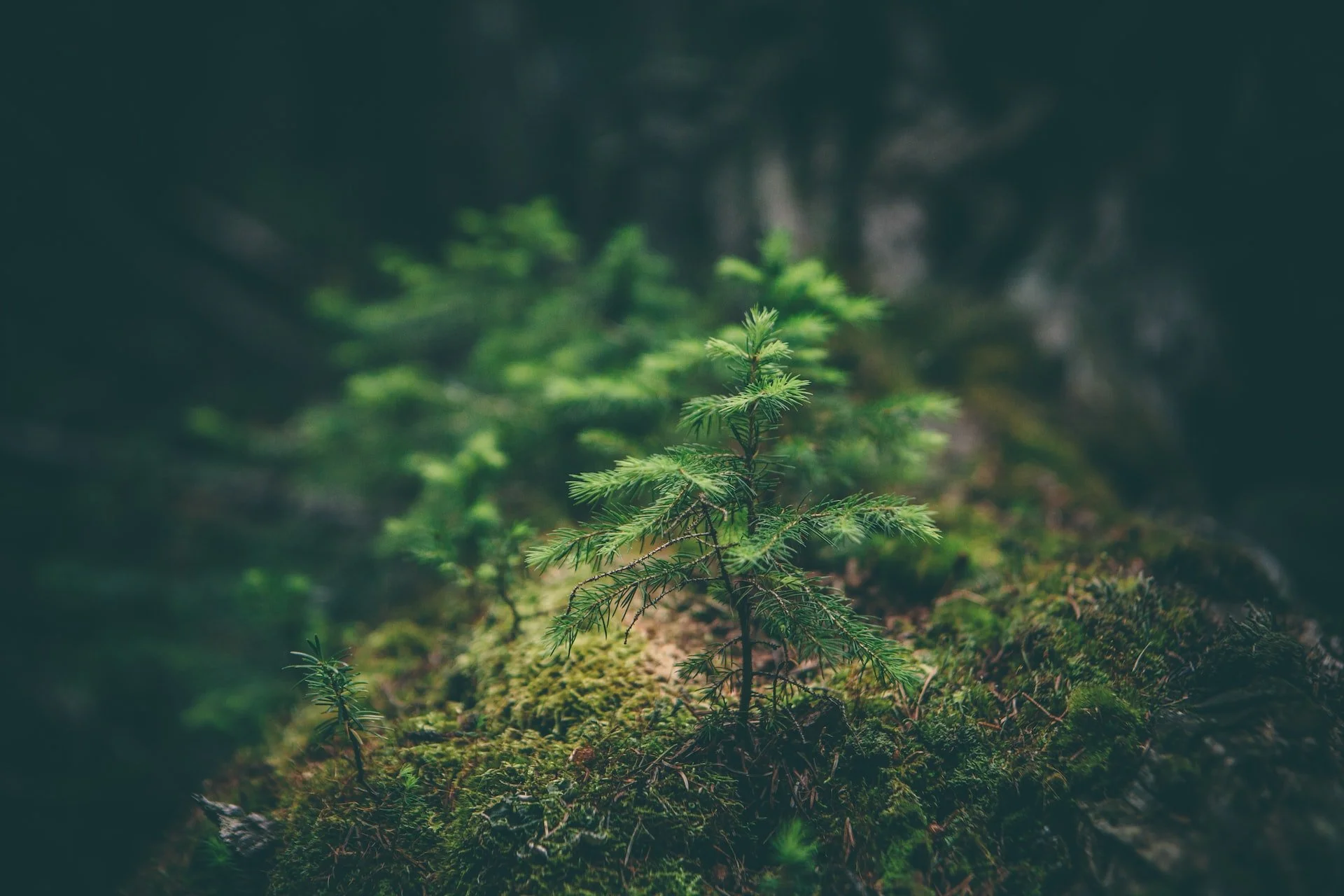 Close-up of a small green pine seedling growing on mossy forest floor with blurred trees in background.