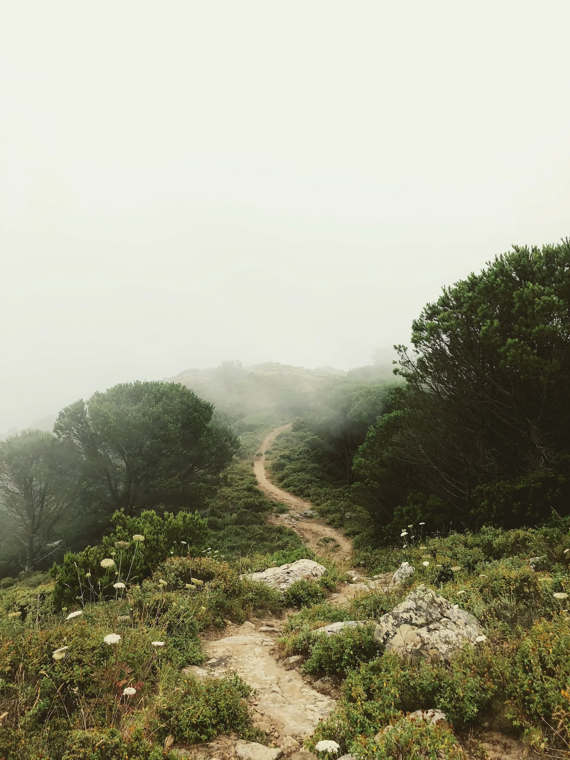 A foggy mountain trail winding through lush green bushes and trees.