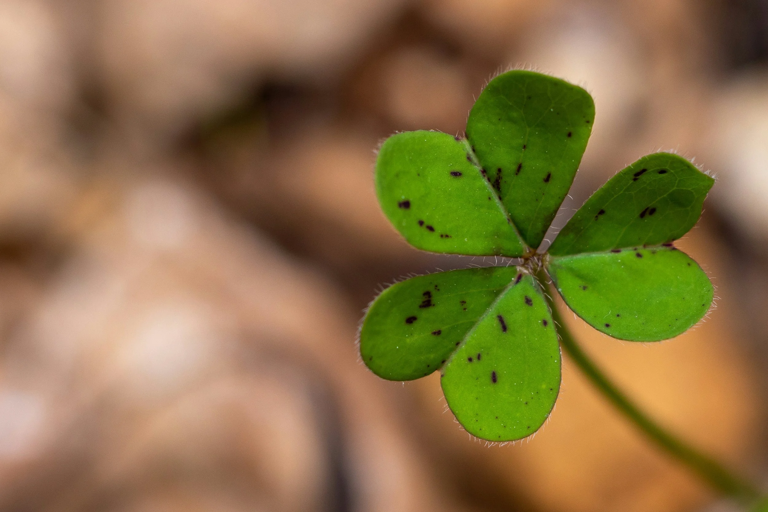 Close-up of a green four-leaf clover with small black spots, against a blurred brown background.