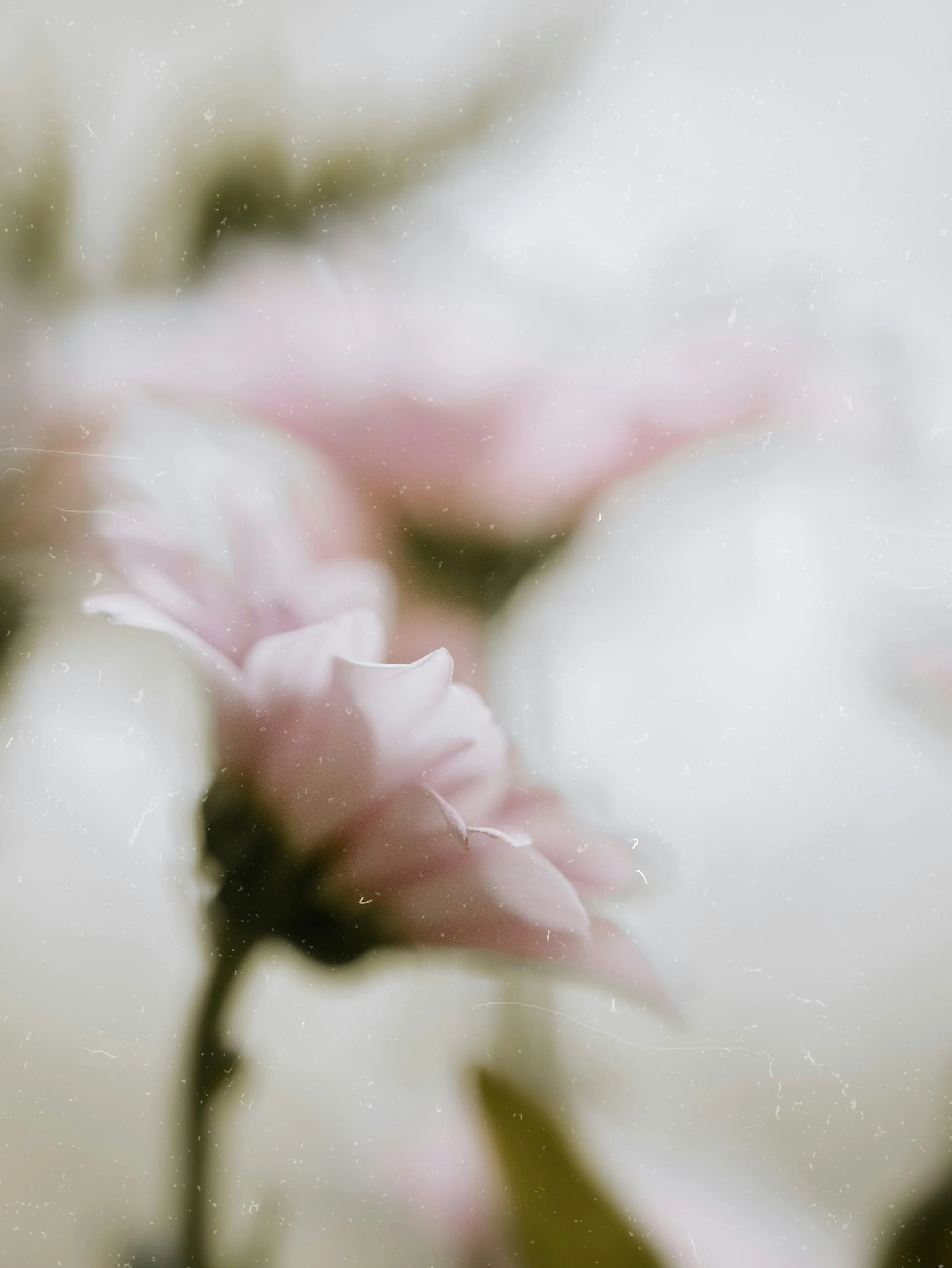 Close-up of a pink and white flower with blurred background.