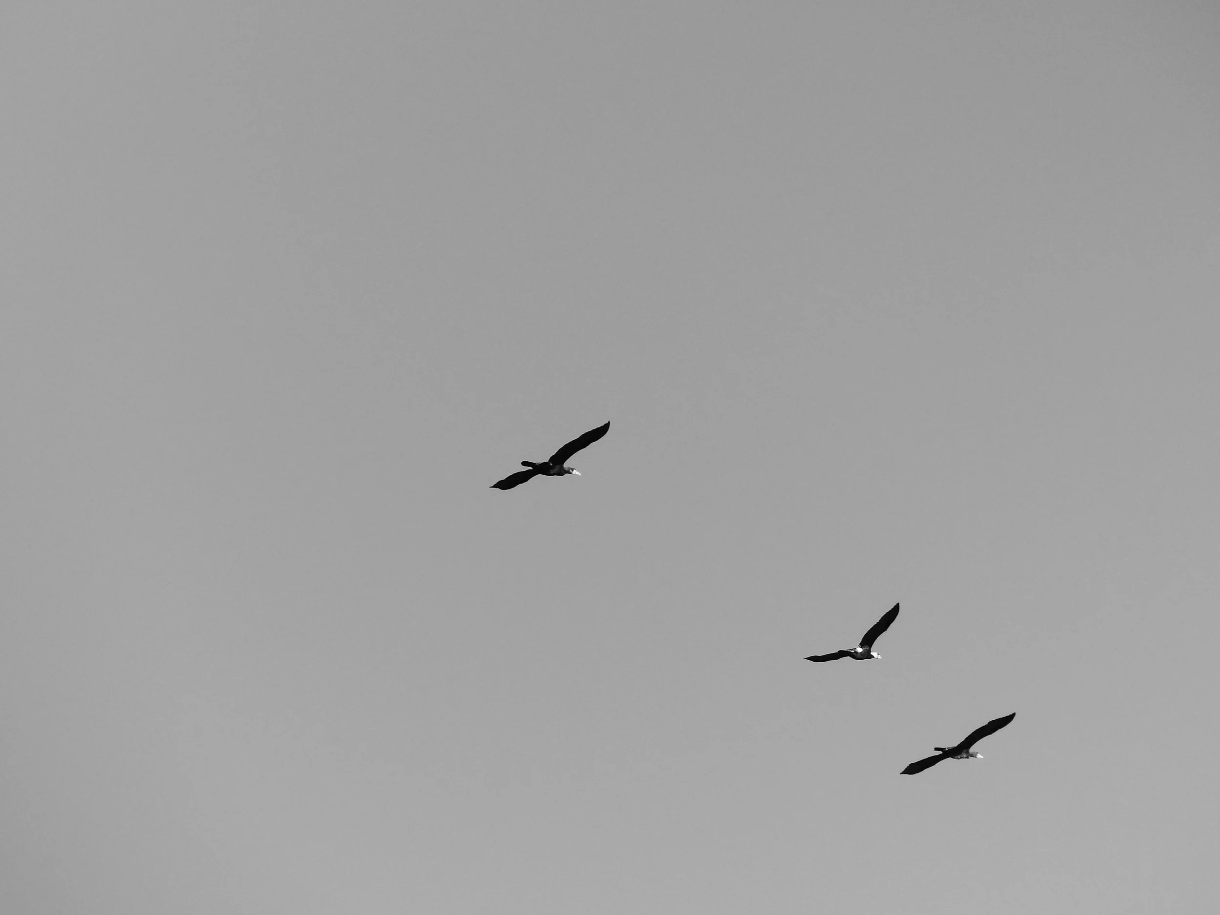 Black and white photo of a bird soaring in the sky with outstretched wings.