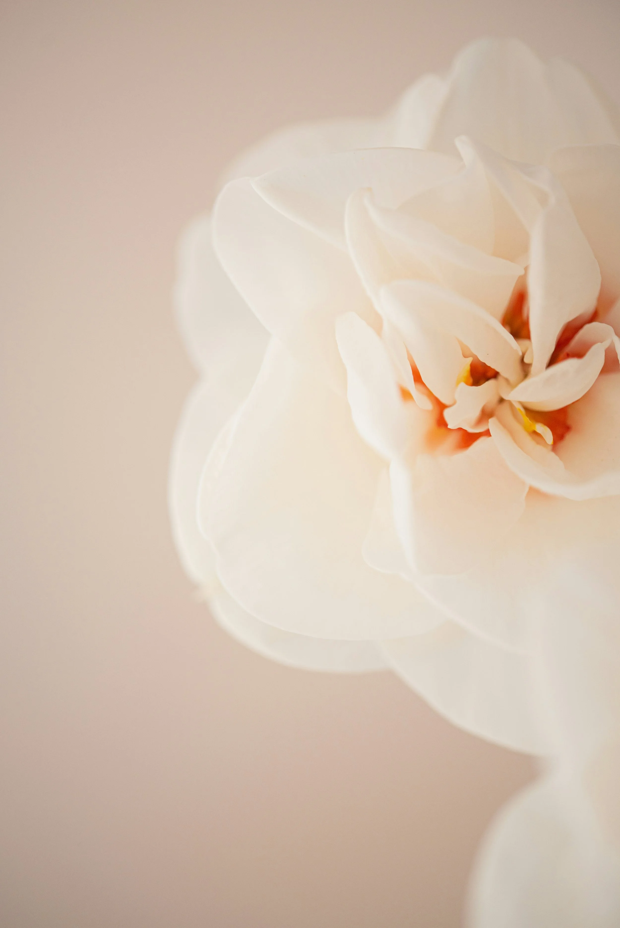 Close-up of a white orchid flower with soft, delicate petals and a pale background.