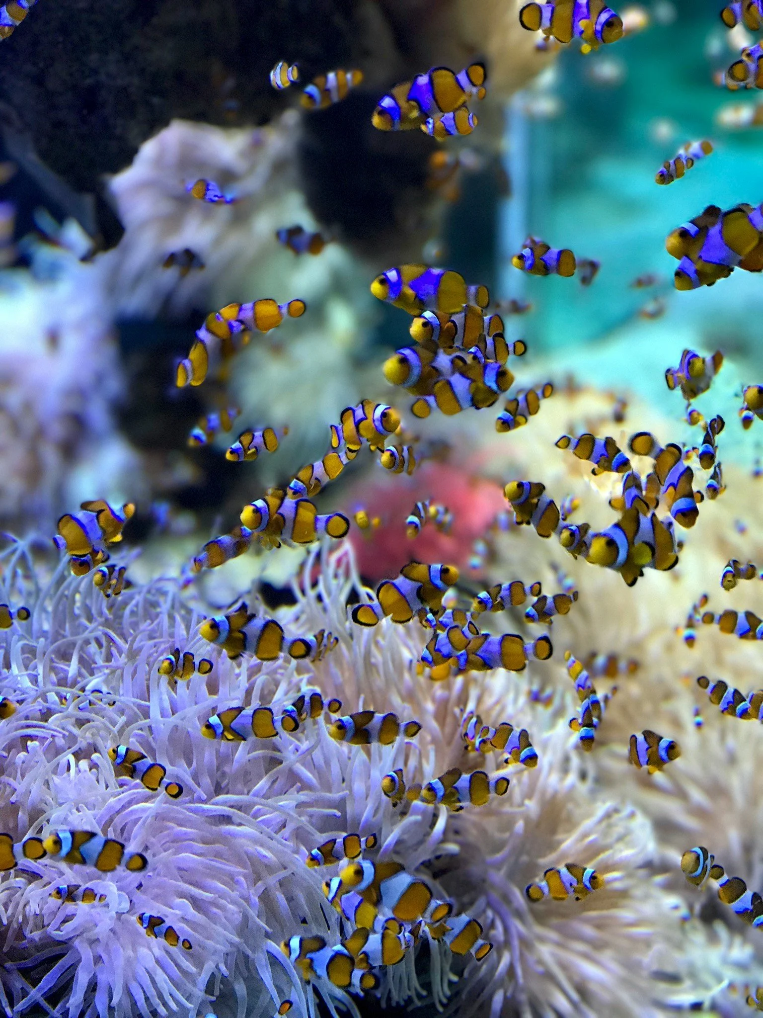A group of clownfish swimming around a sea anemone underwater.