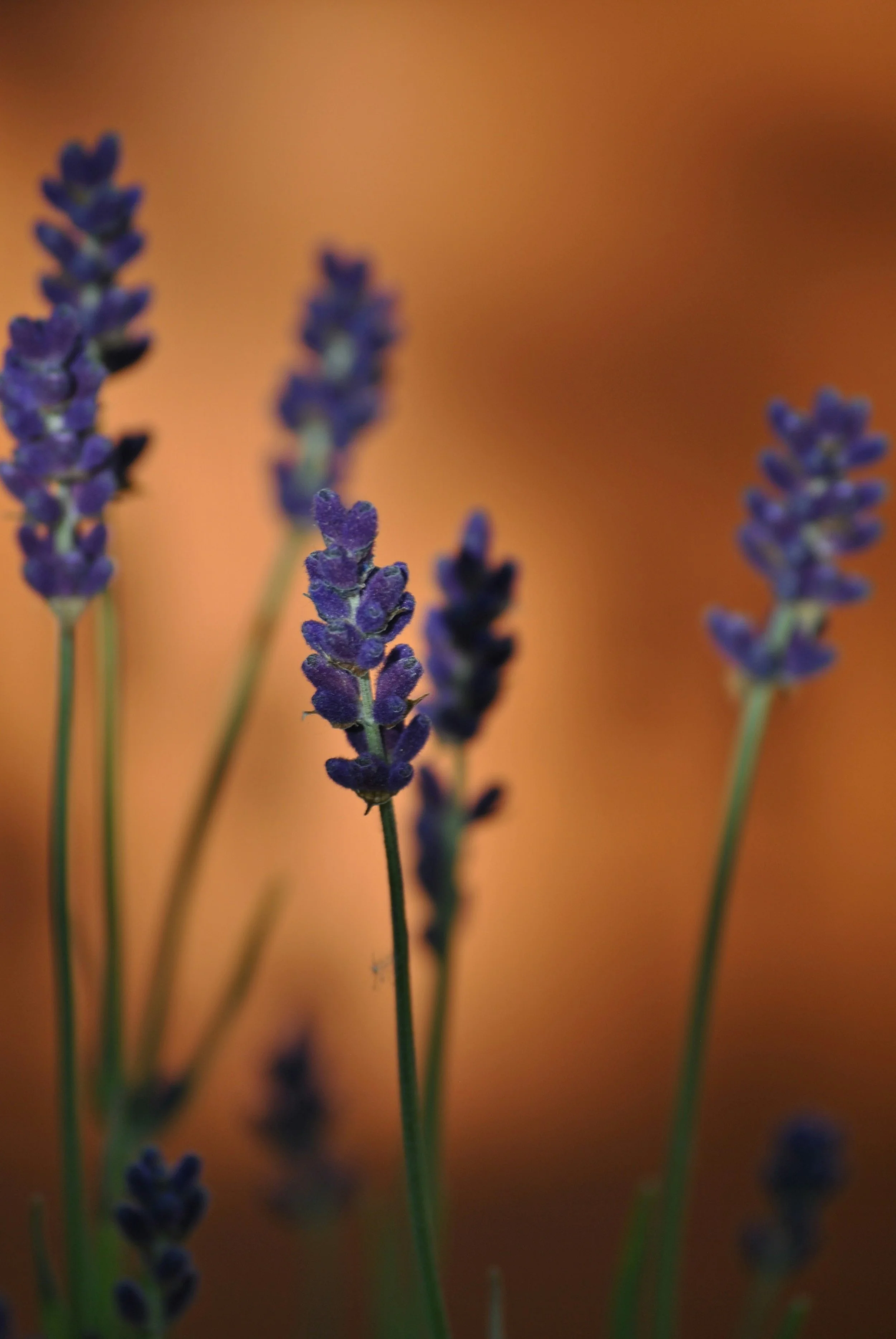 Close-up of purple lavender flowers with a warm, brownish-orange blurred background.
