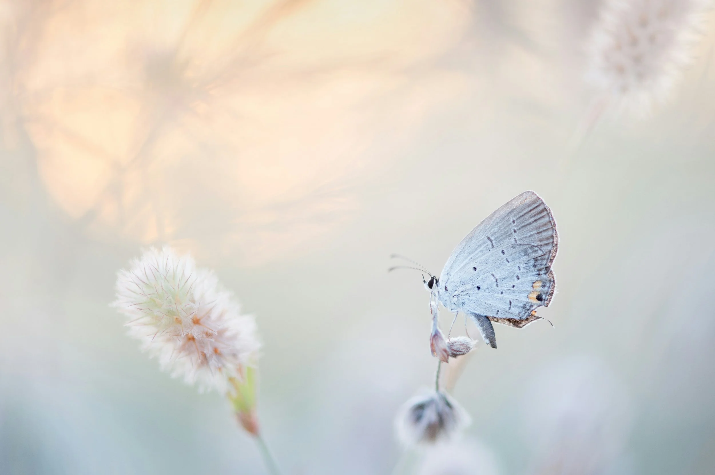 A close-up of a butterfly perched on a fluffy seed head, with soft-focus background and warm light.