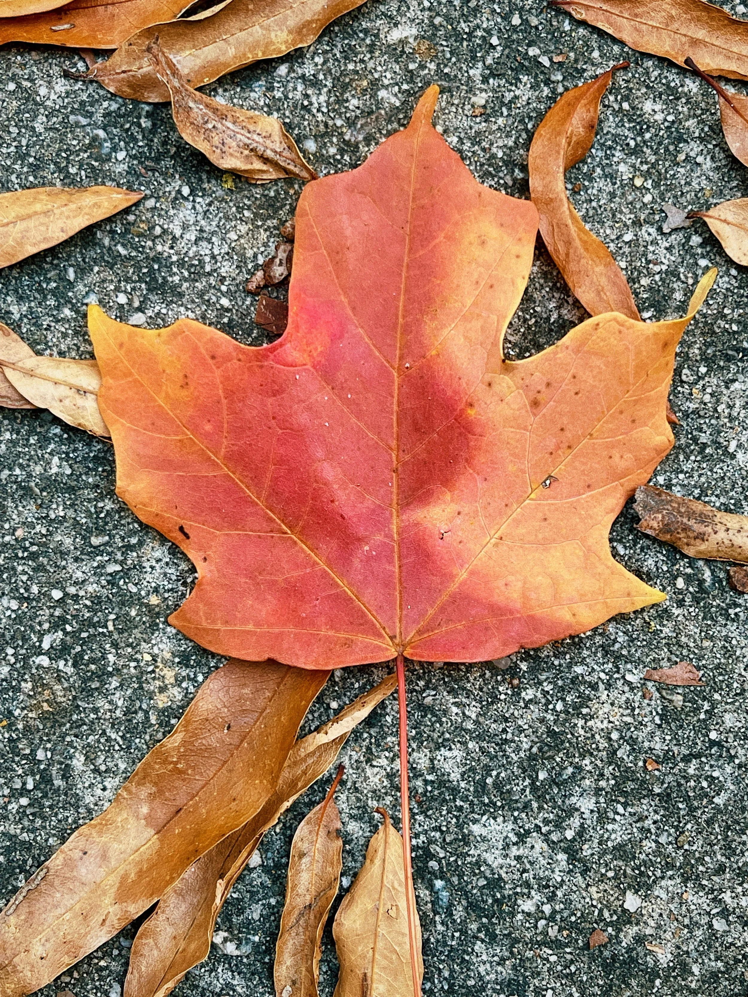 A large orange and red autumn leaf on the ground surrounded by smaller brown leaves on a rough asphalt surface.