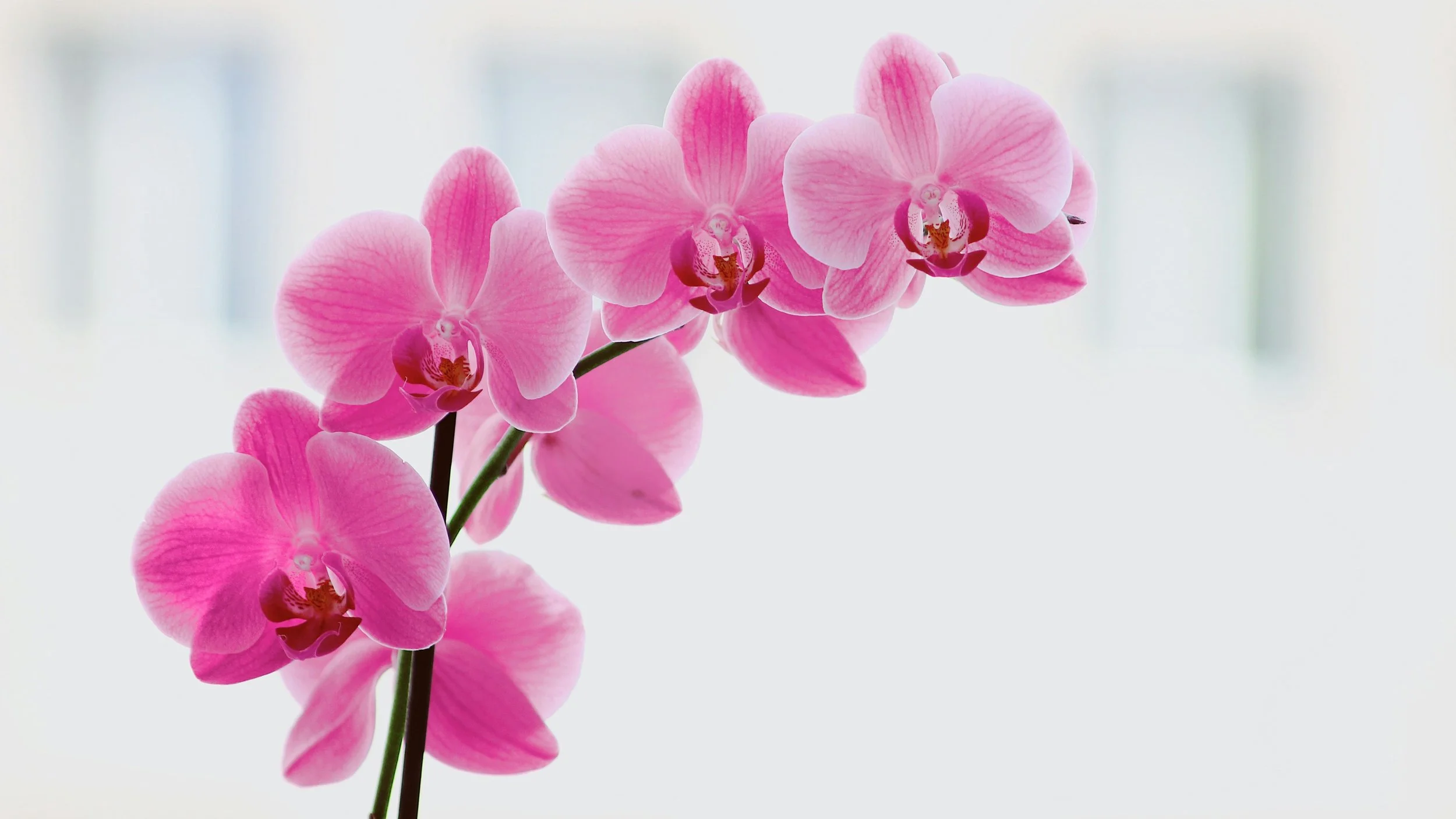 Close-up of a pink orchid flower with multiple blossoms on a slender green stem, against a blurred white background.
