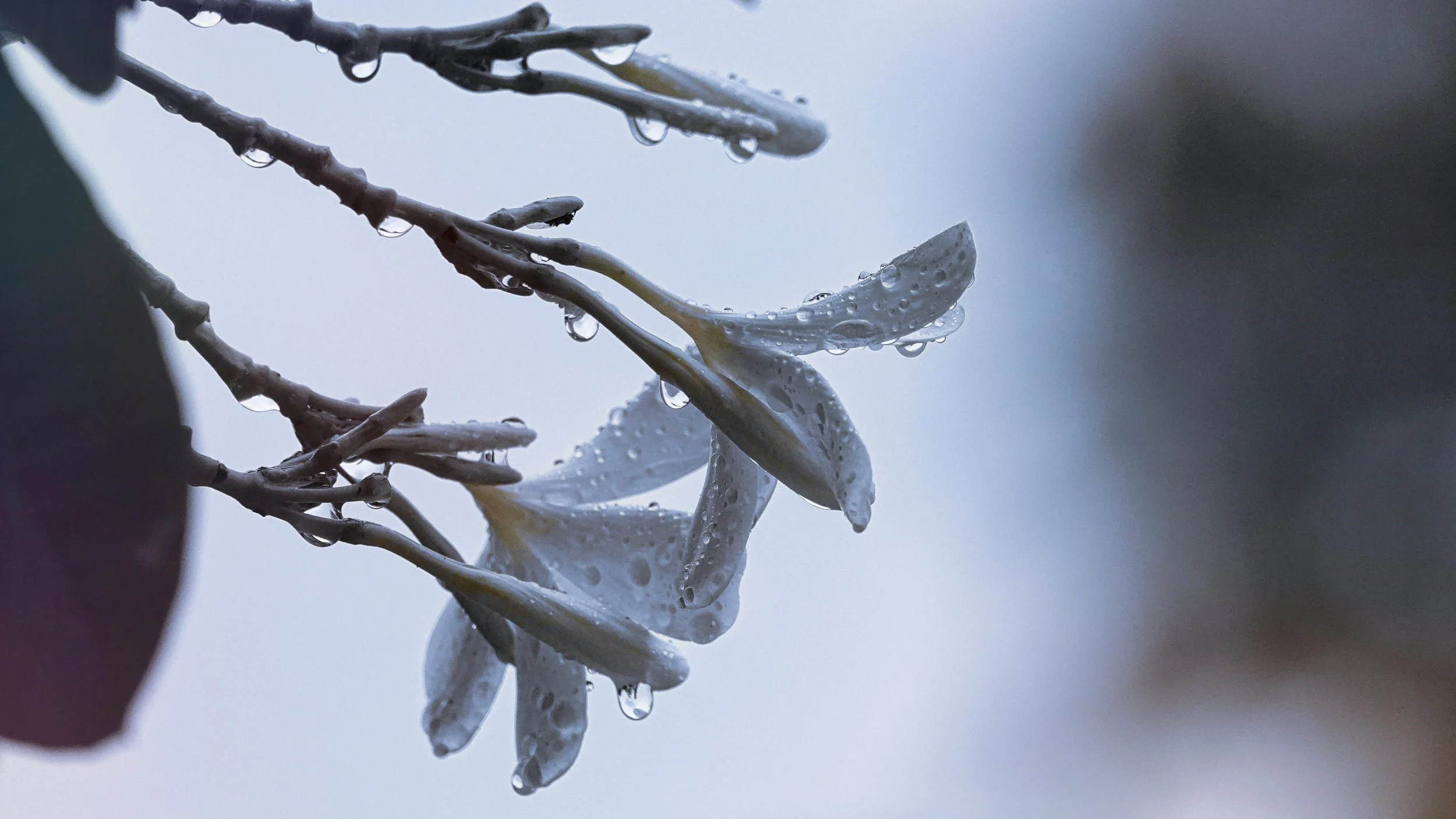 Close-up of tree branches with raindrops on them, and some flowers with water droplets, against a blurry, gray sky background.