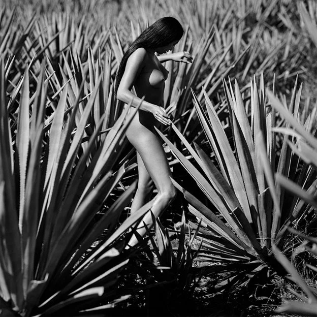 Tres Generaciones Tequila