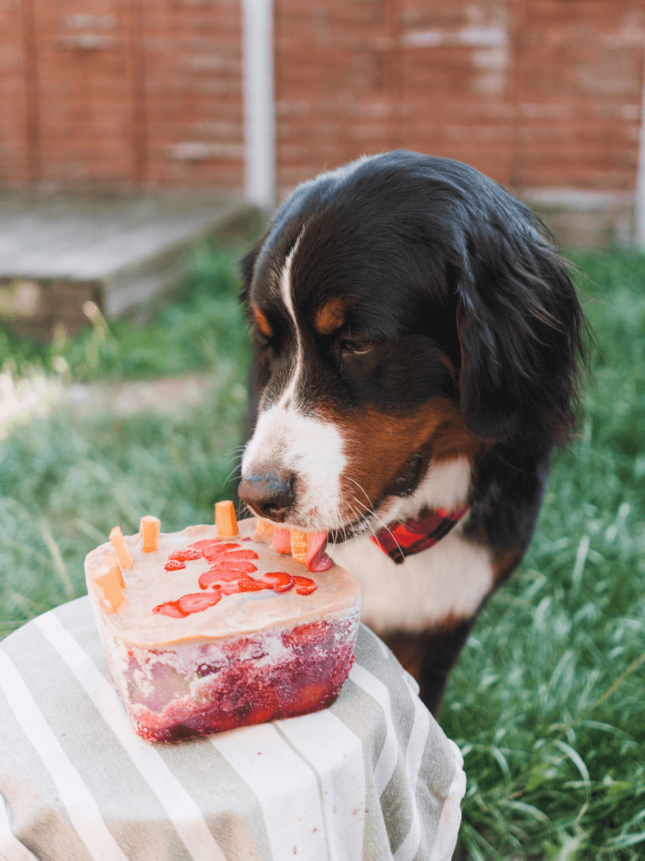 Dog birthday photography.png