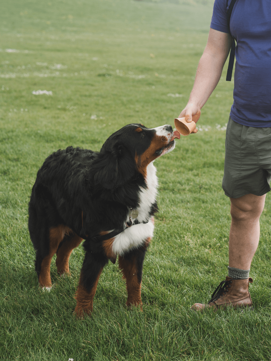 Bernese mountain Dog photography south coast.png
