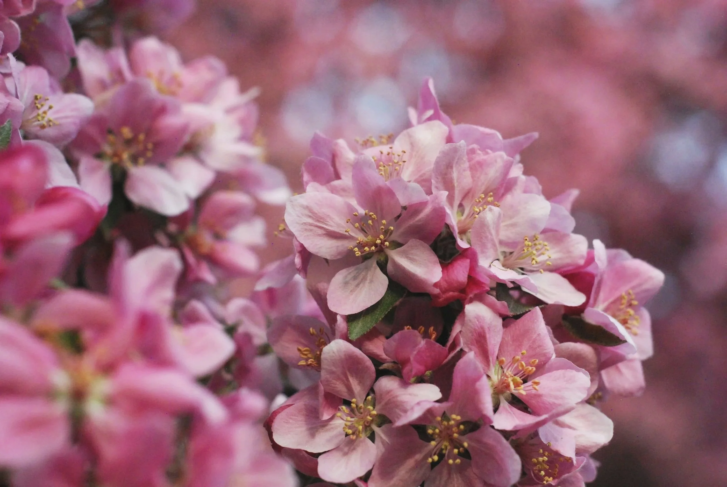 Close-up of pink apple blossom flowers with yellow stamens, blurred background of more pink blossoms.