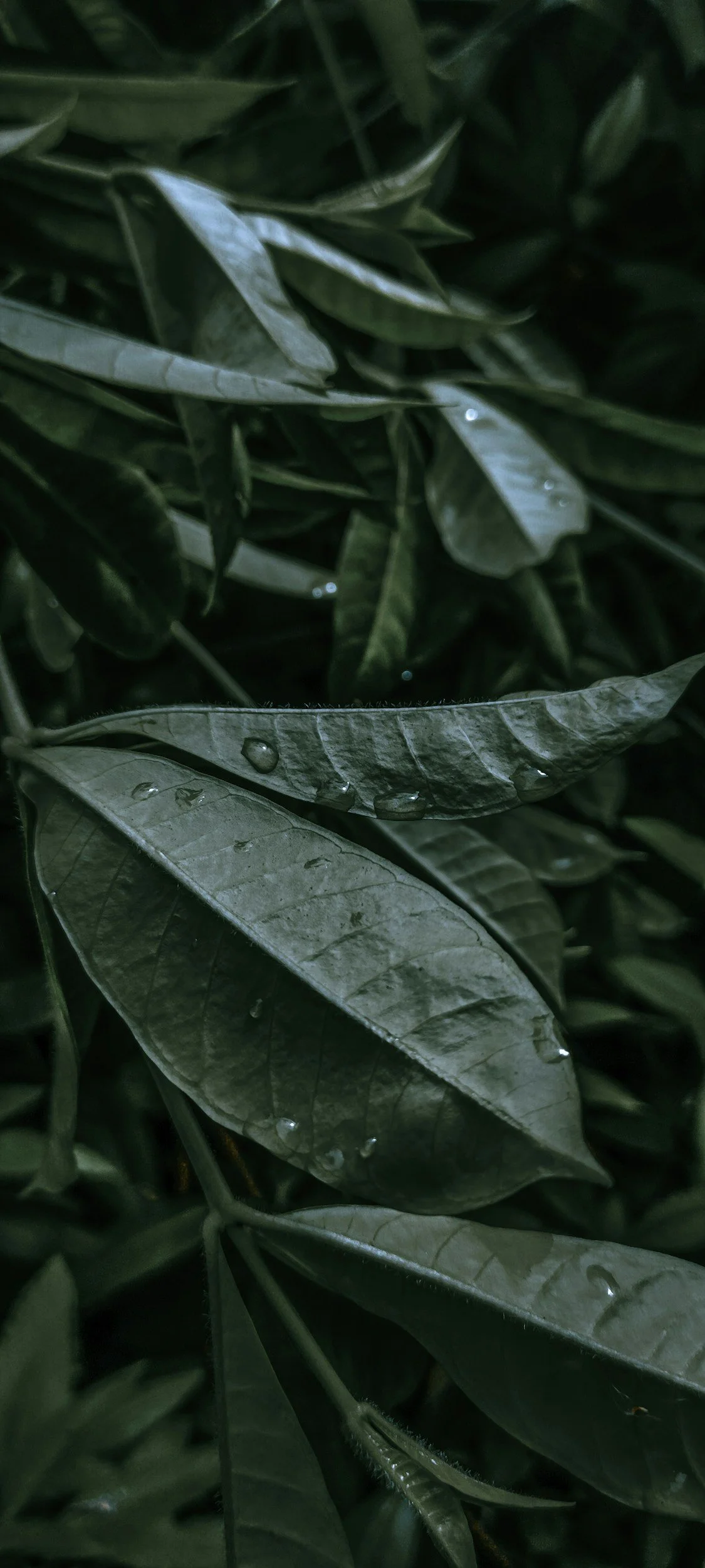 Close-up of green leaves with water droplets on them.