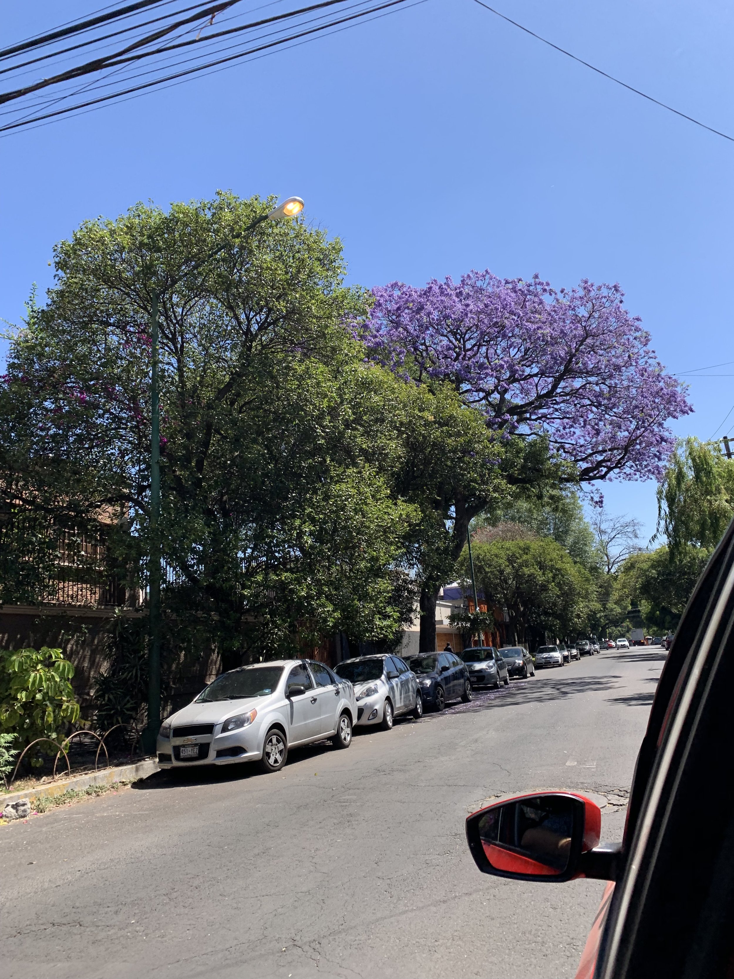 IMG_2559.jpeg