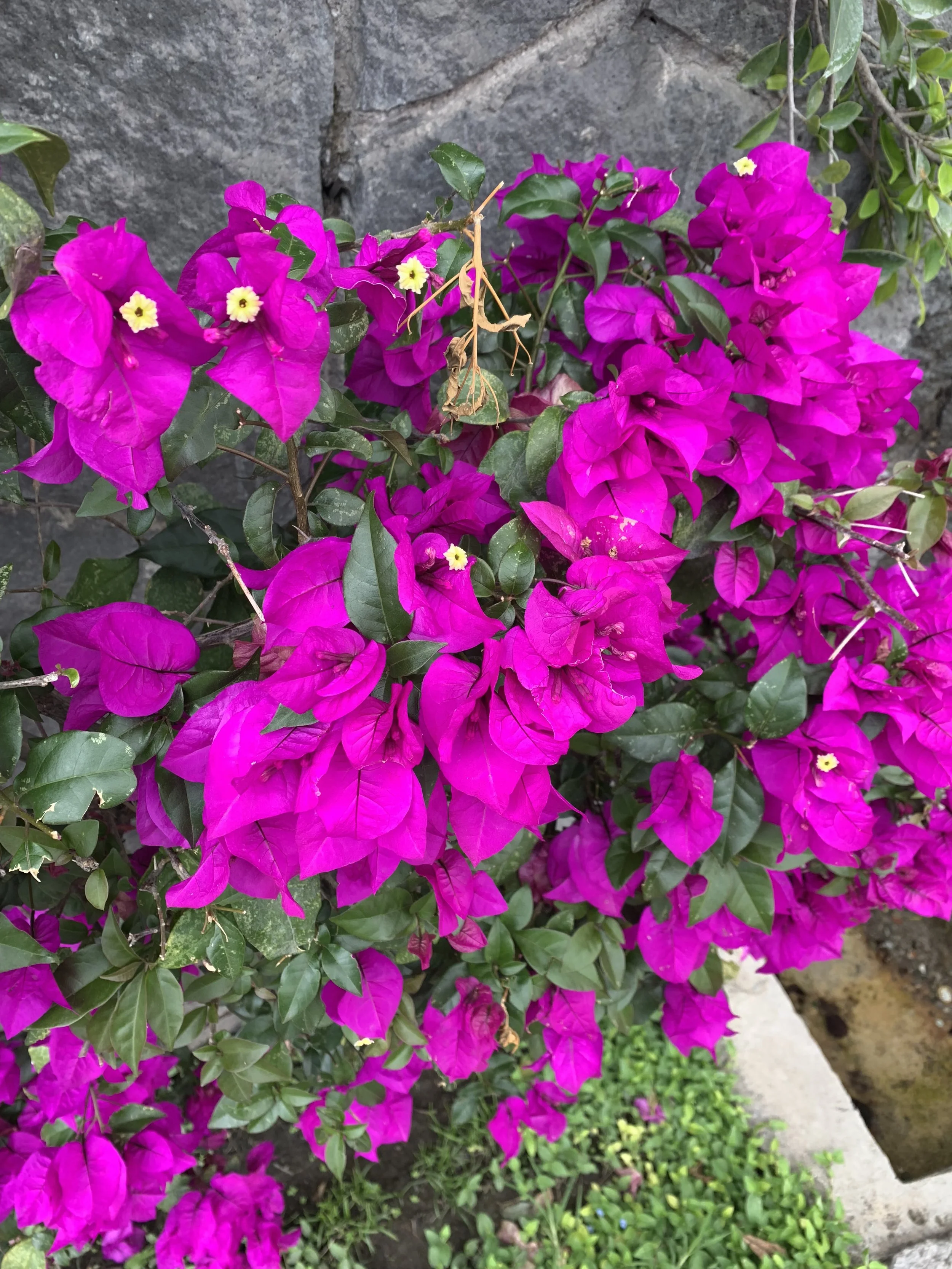 IMG_8481.jpeg
