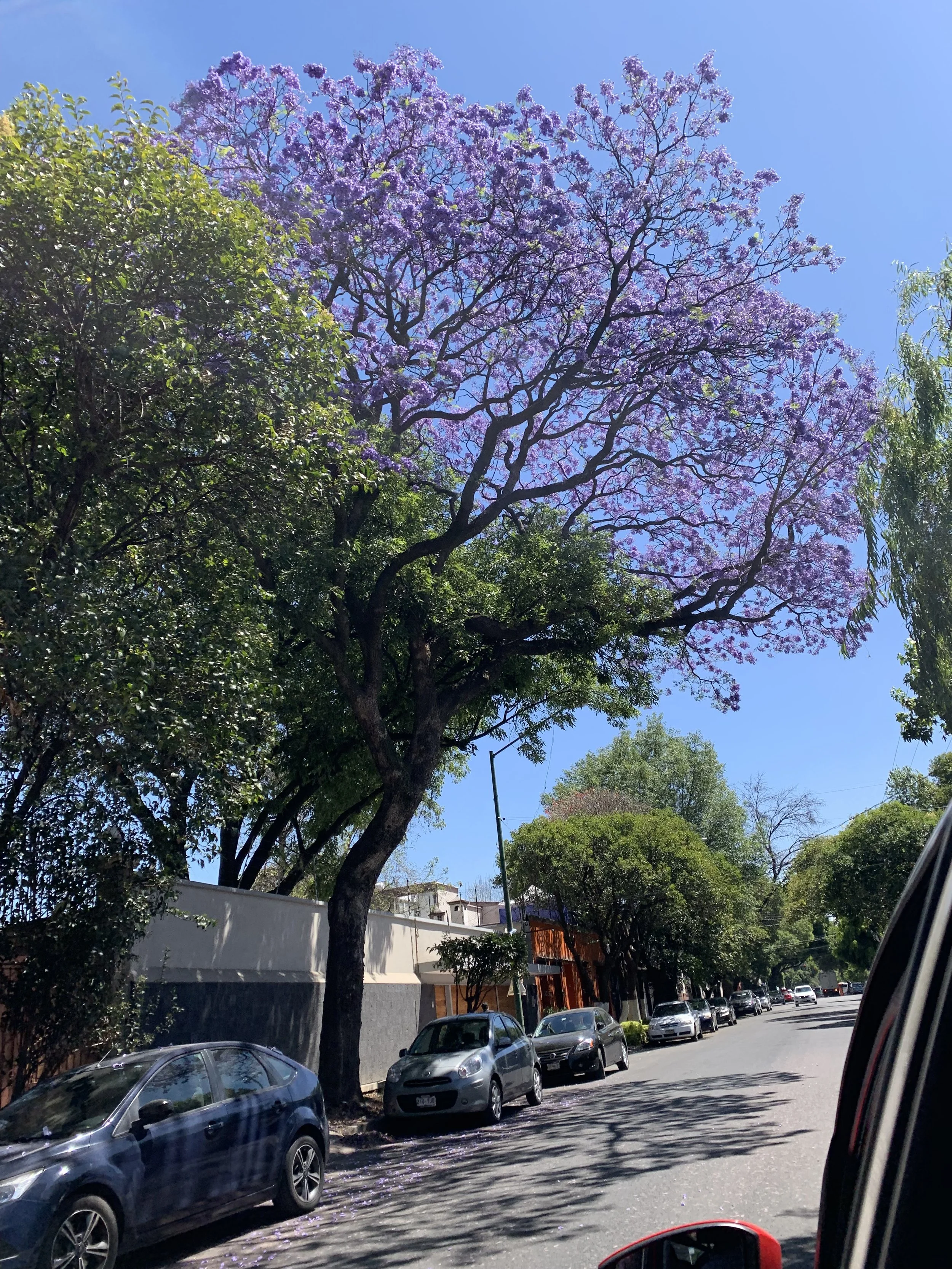 IMG_2560.jpeg