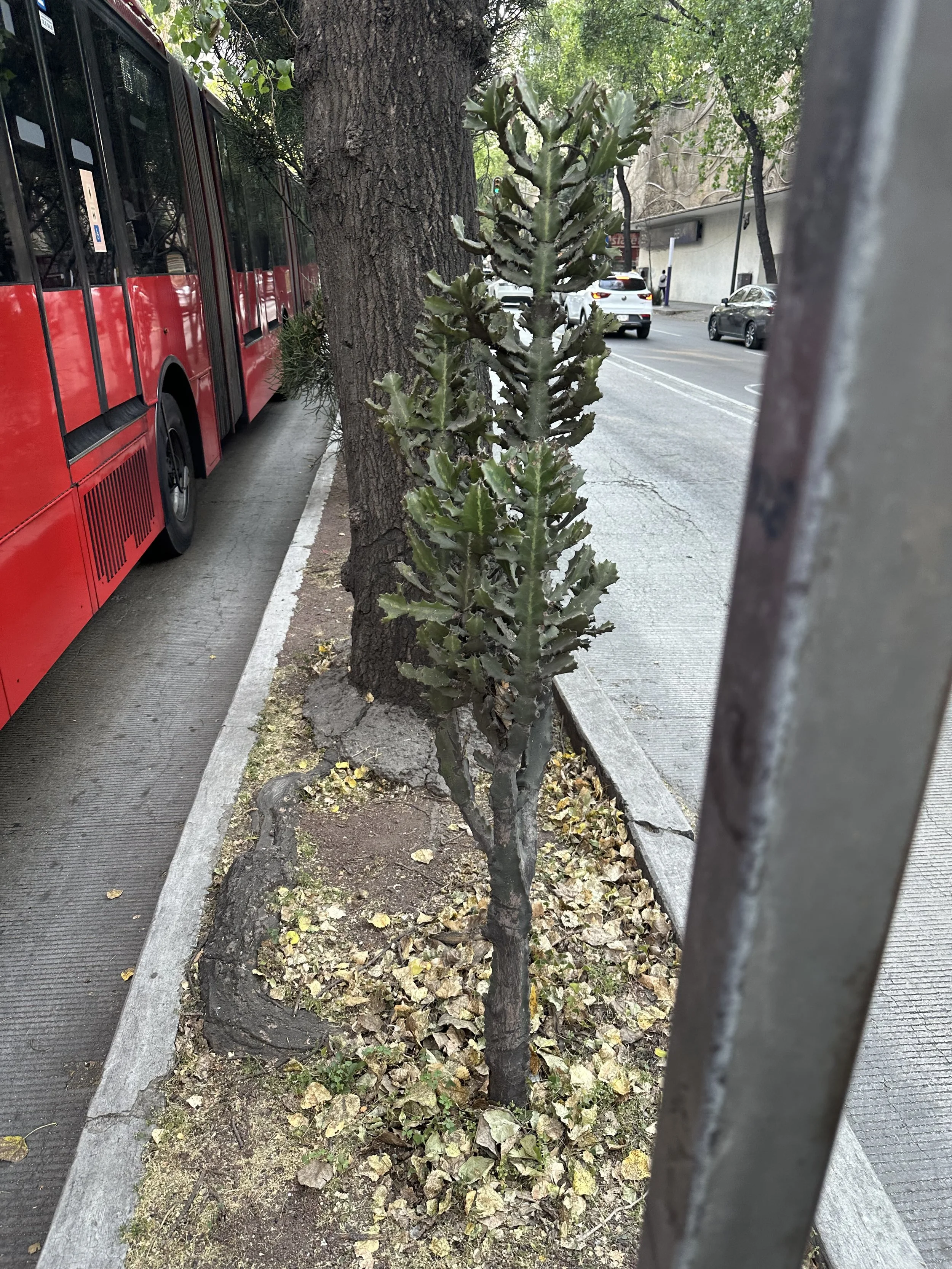 IMG_9386.jpeg
