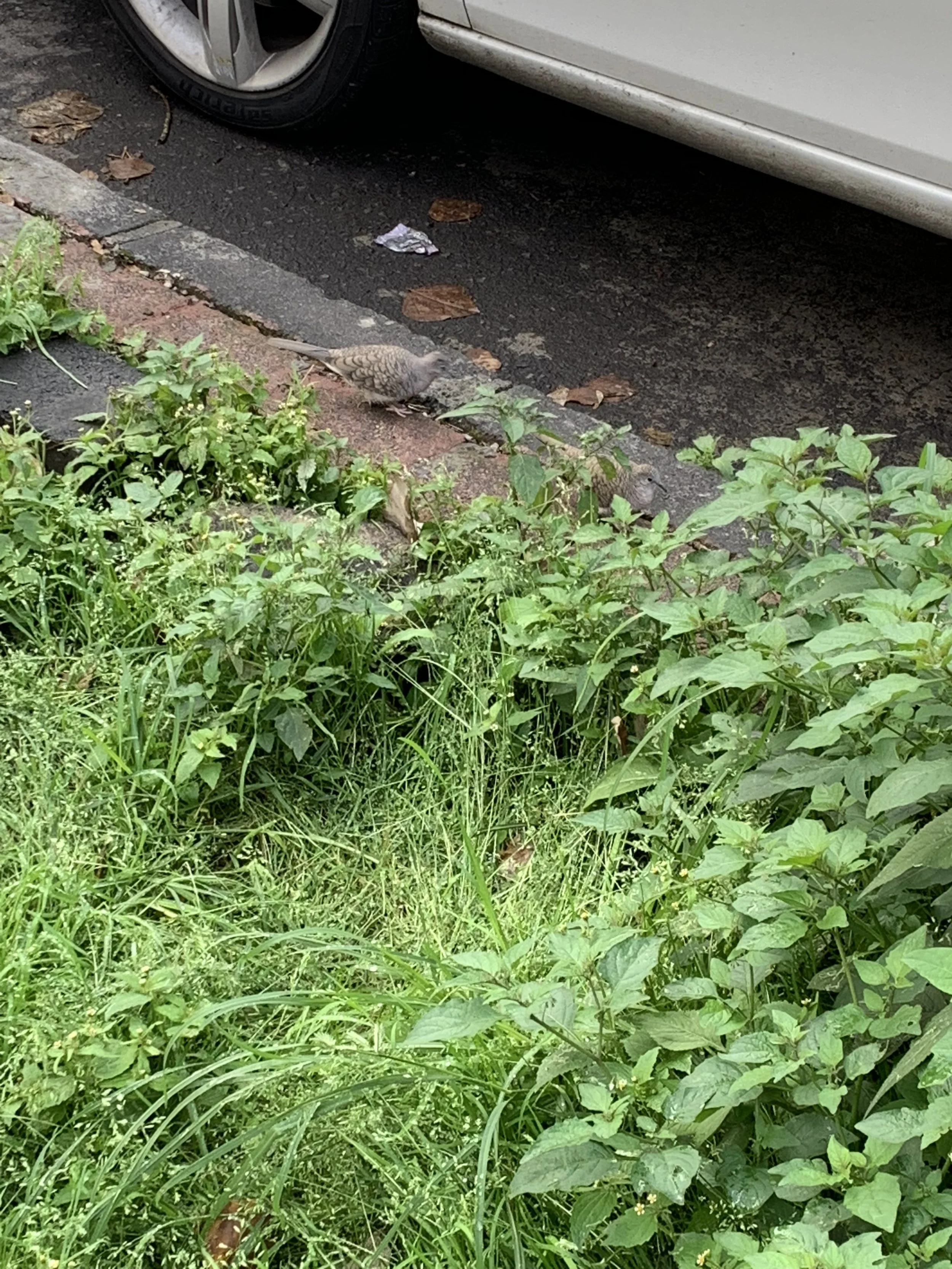 IMG_8415.jpeg