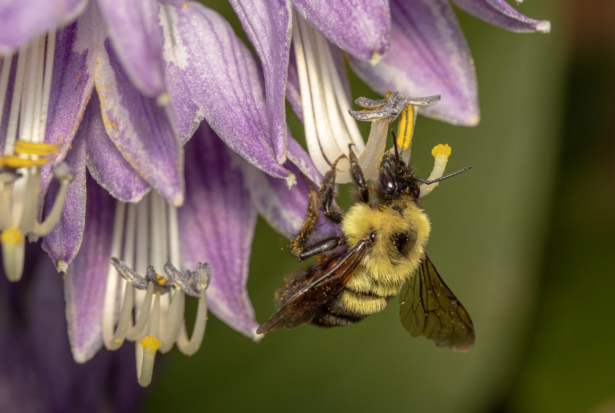 Bumble Bee on a Hosta Flower