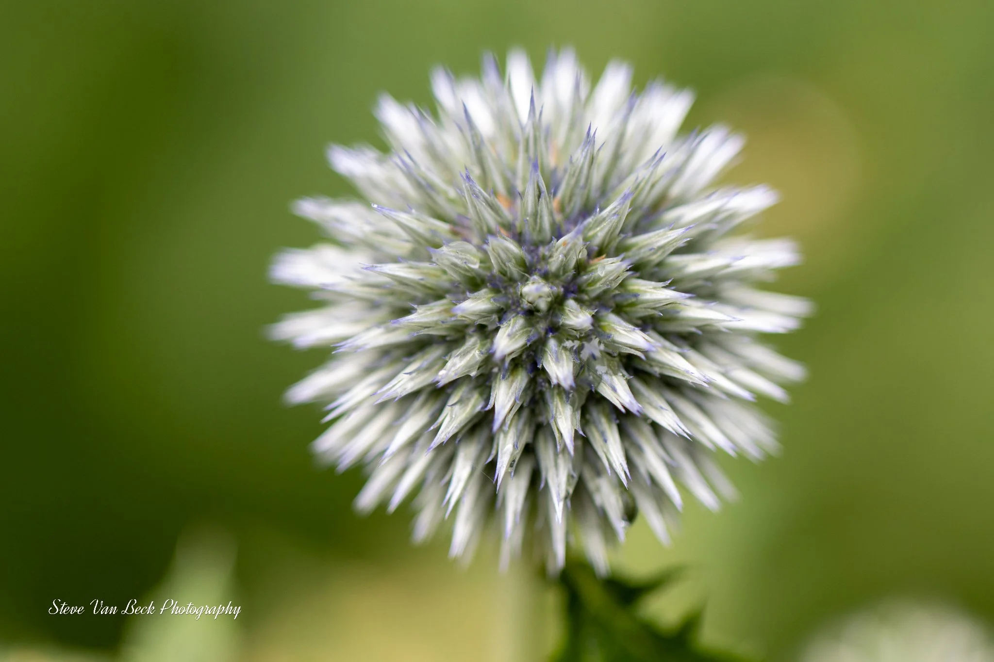 Globe Thistle