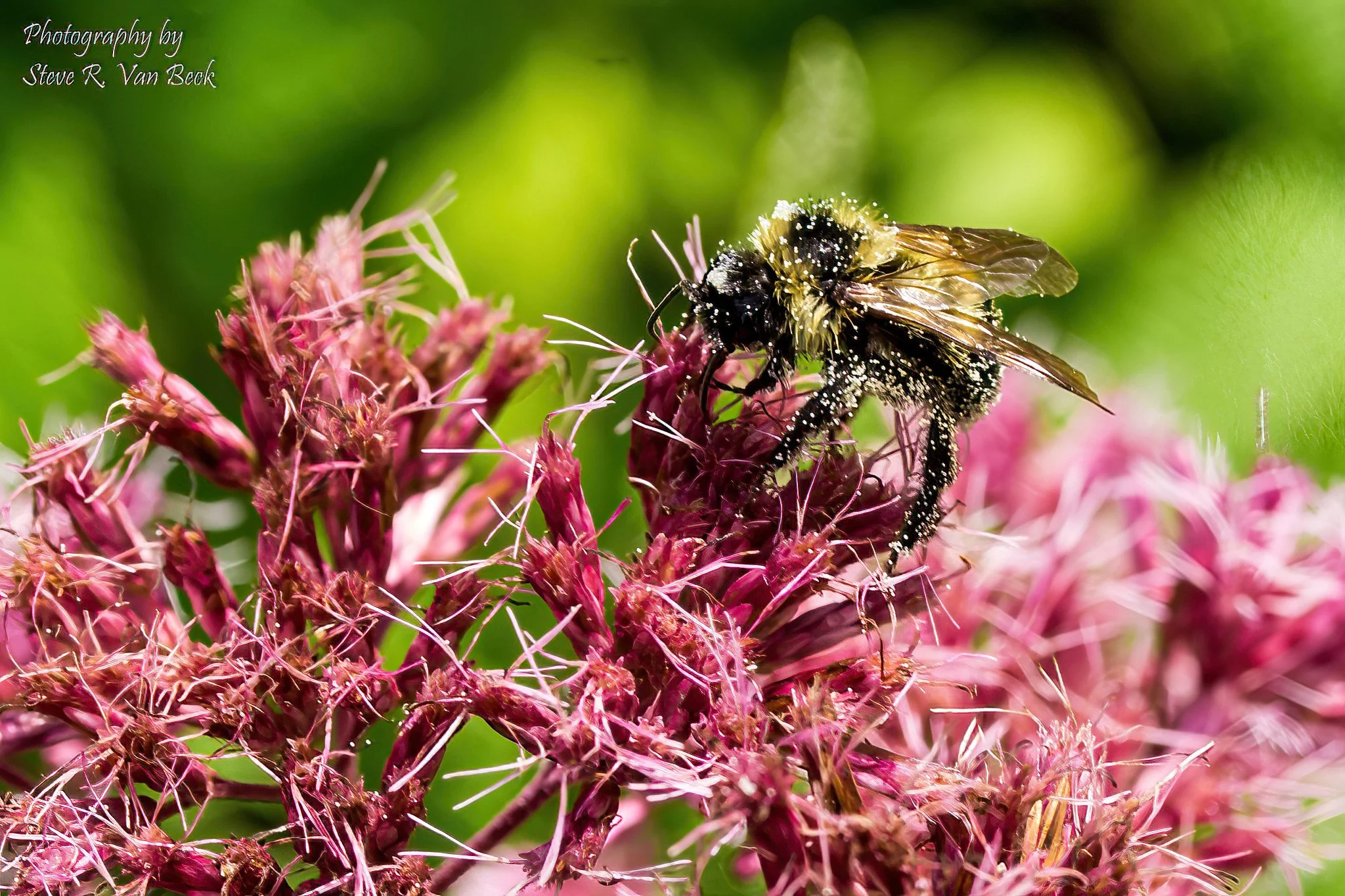 Pollen Covered Bumble Bee