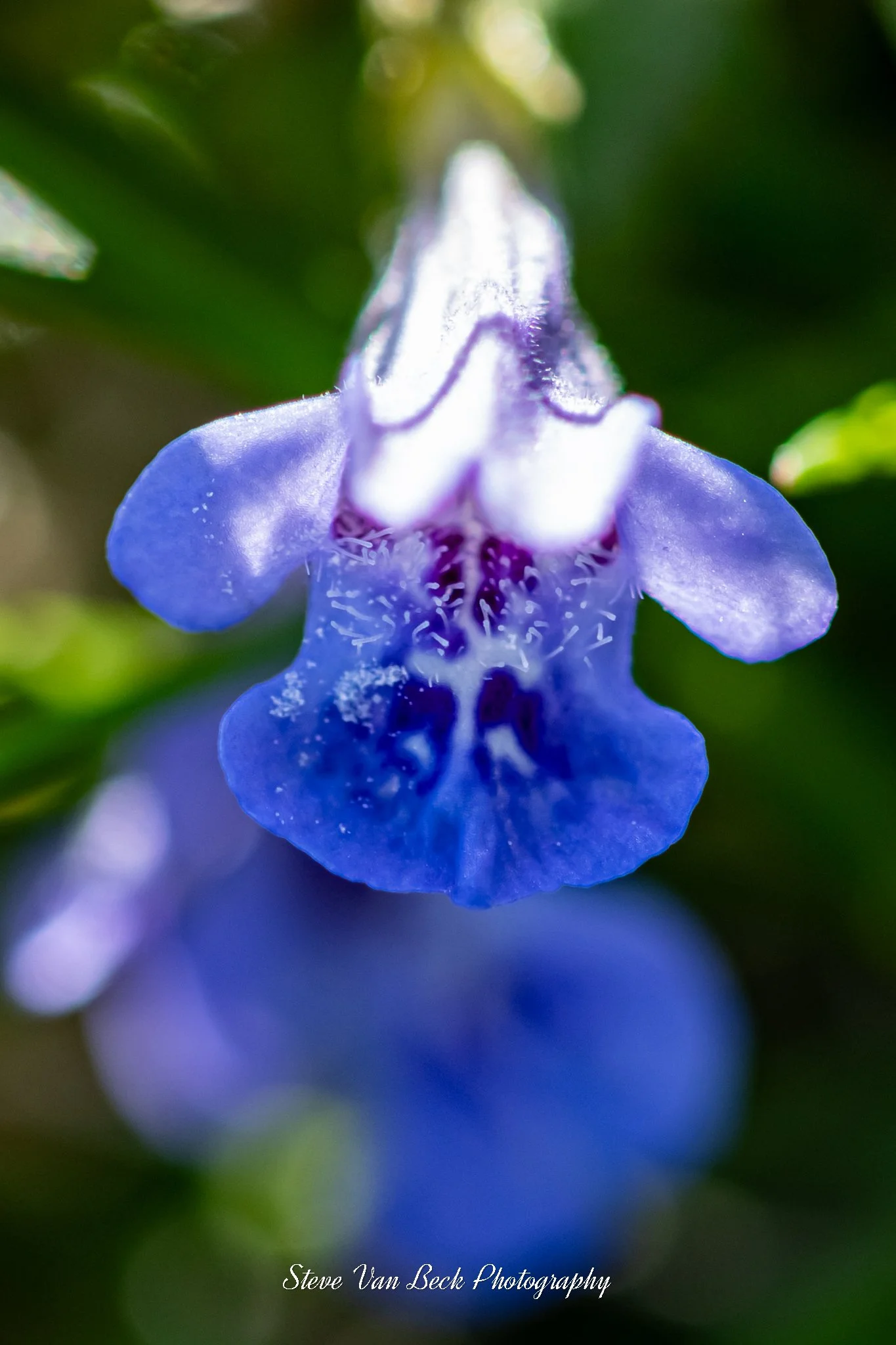 Drummond's Skullcap