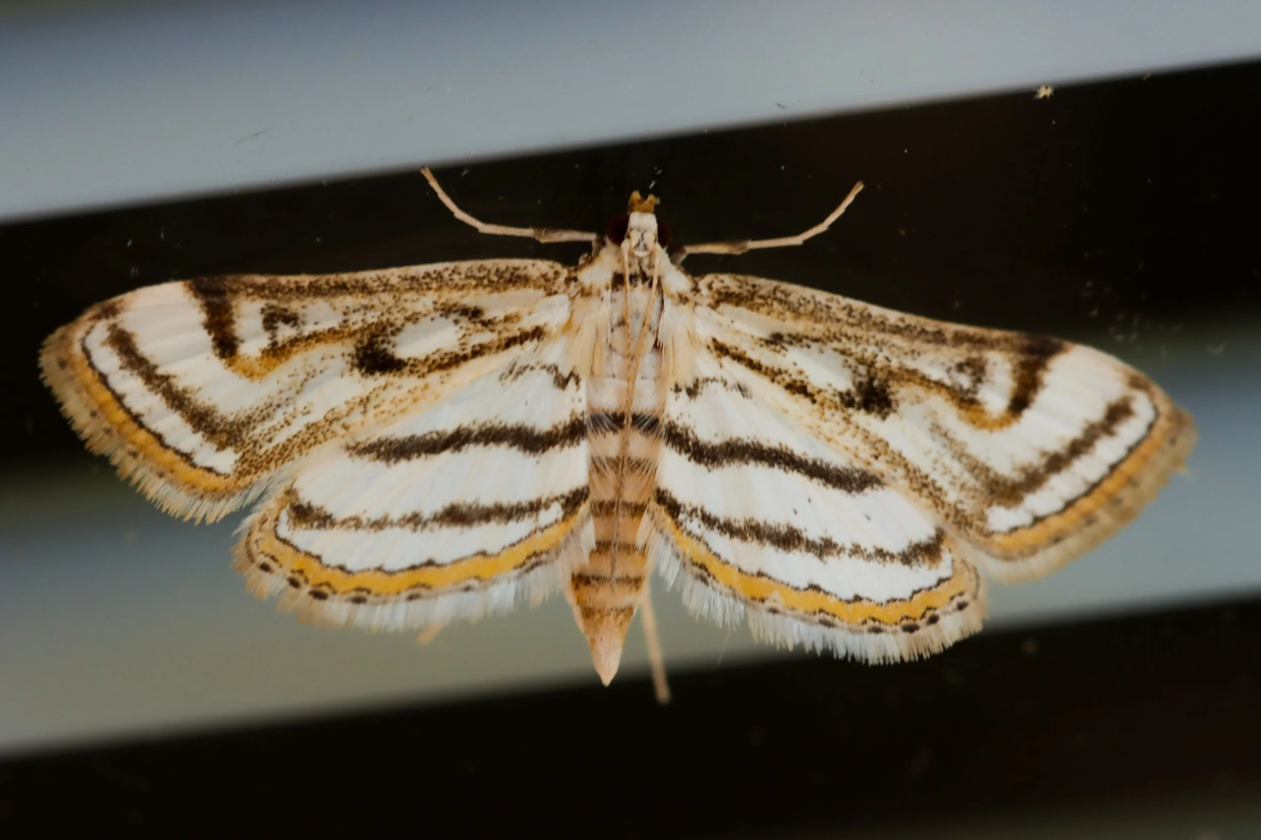 Chestnut-Marked Pondweed Moth