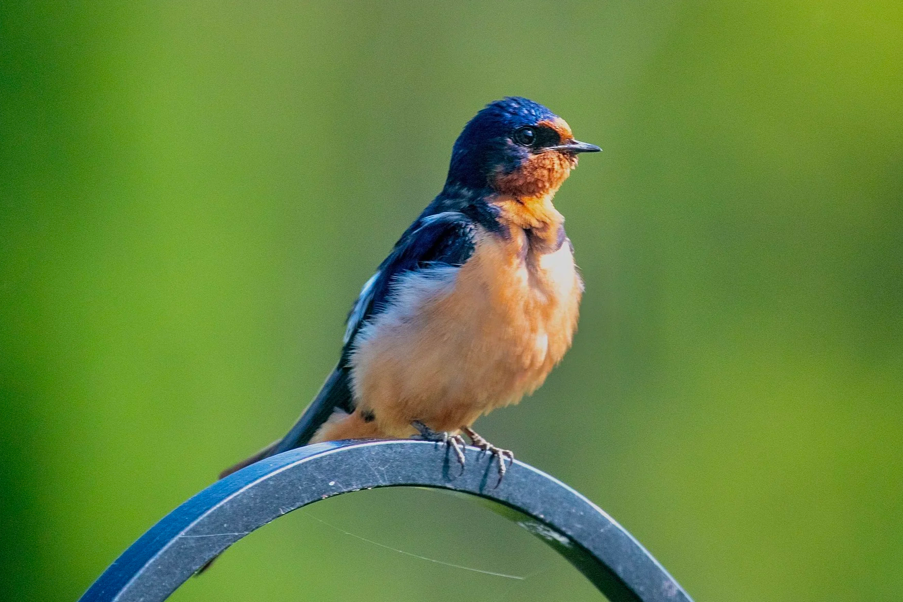 Barn Swallow (Michigan)