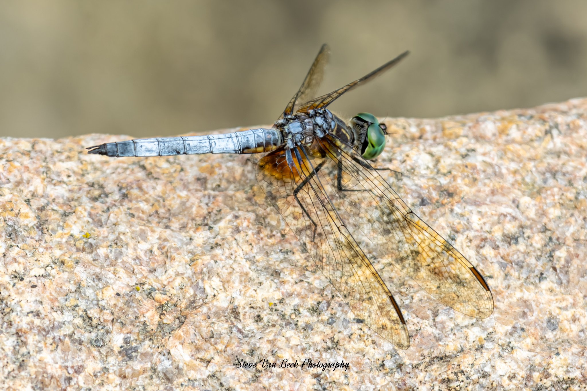 Blue Dasher Dragonfly