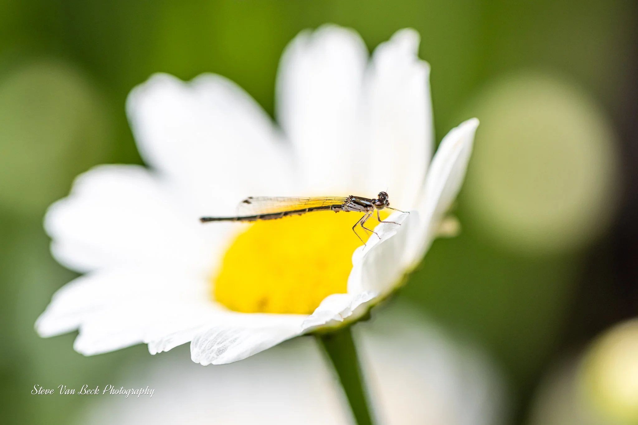 Azure Damselfly on an Oxeye Daisy