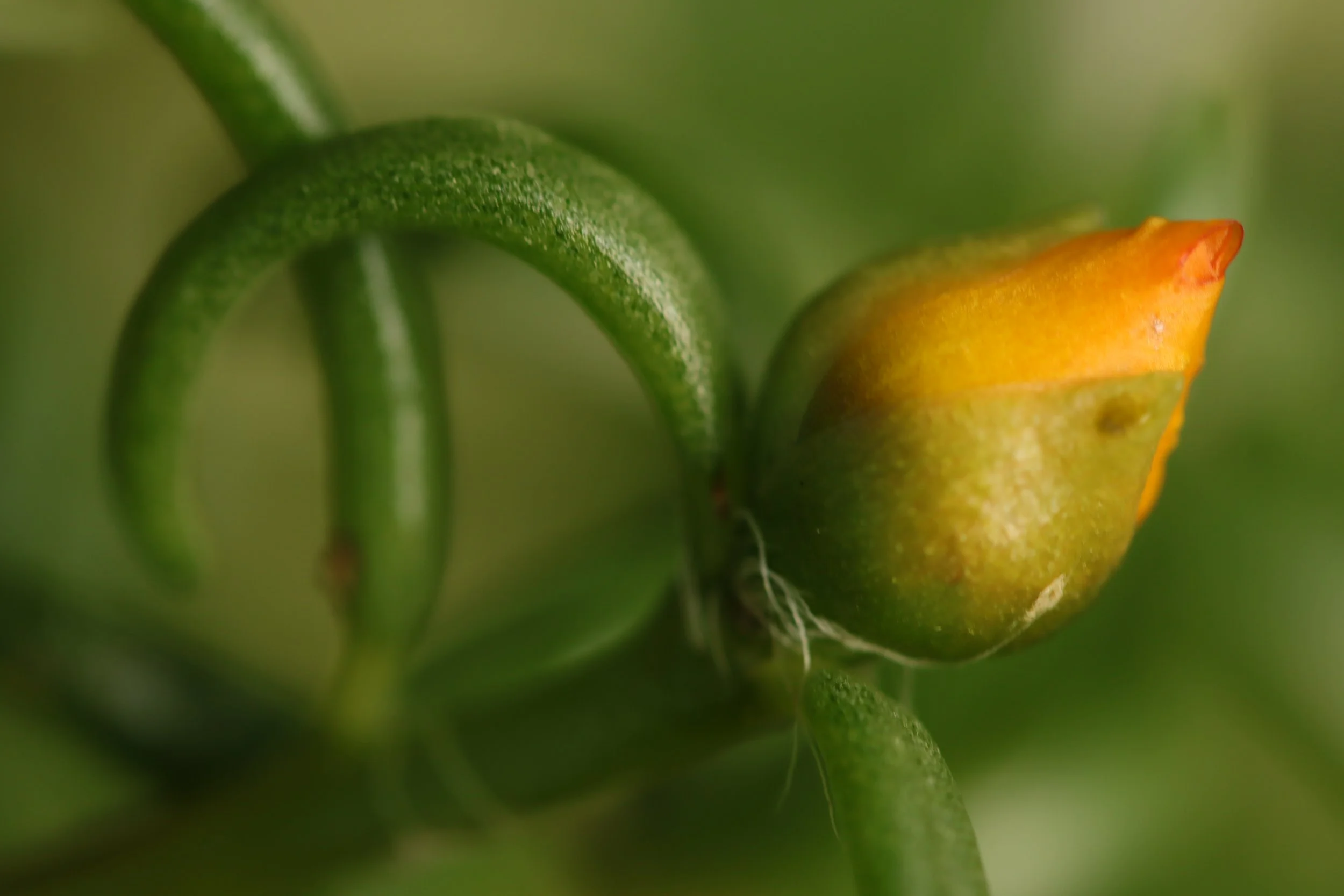 Yellow Rose Bud
