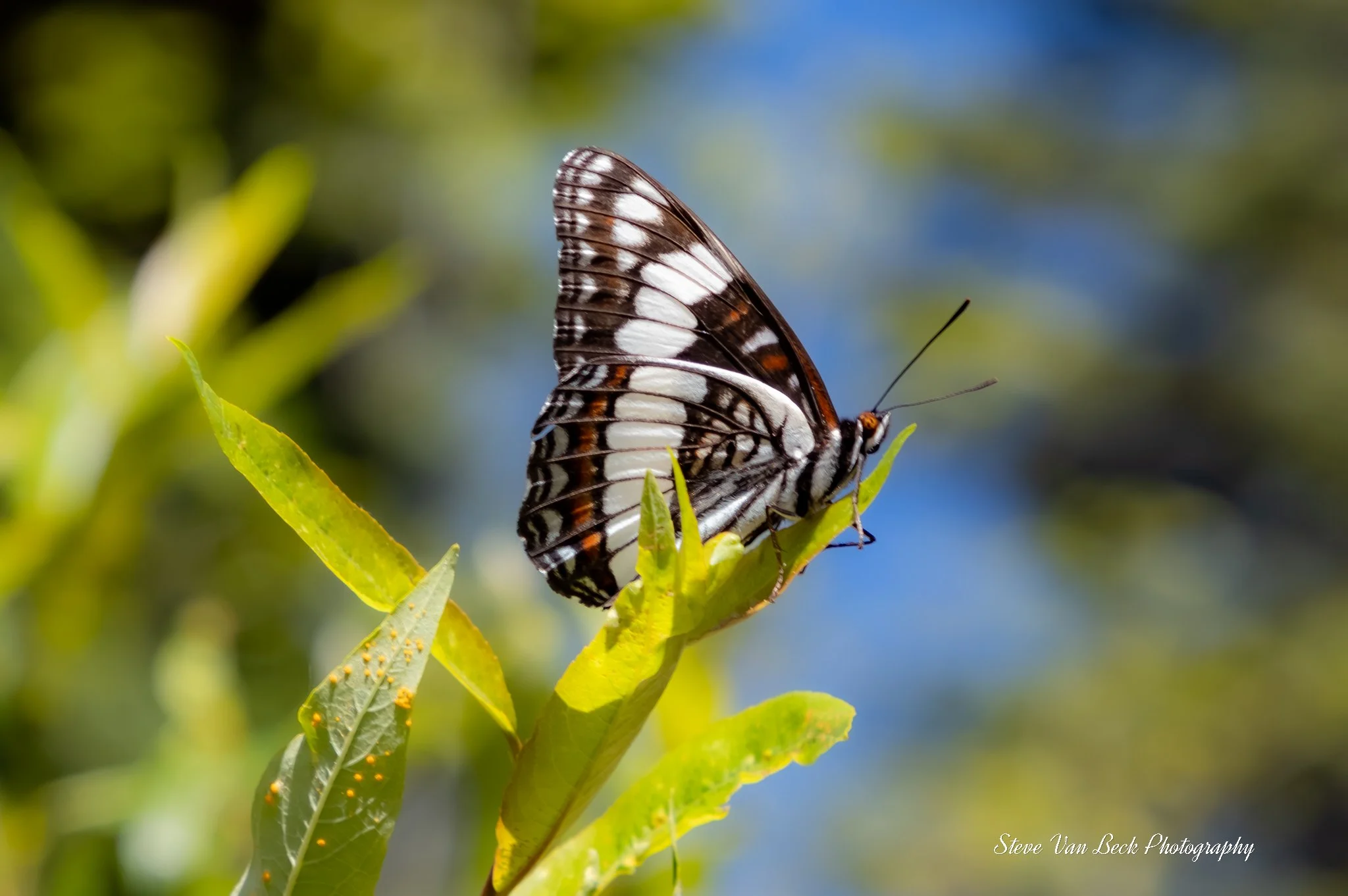 Weidemeyer's Admiral Butterfly