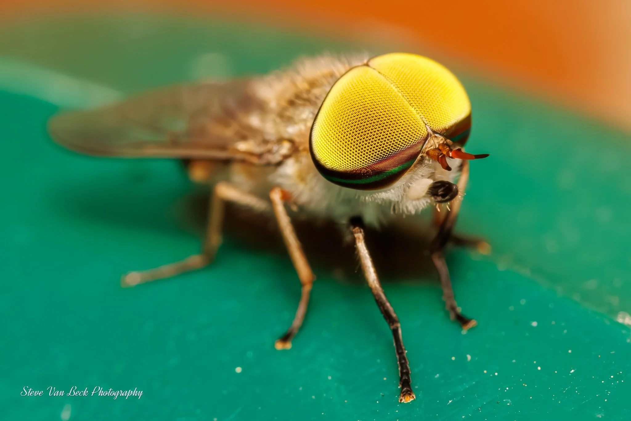 Male Stripped Horsefly (Indiana)