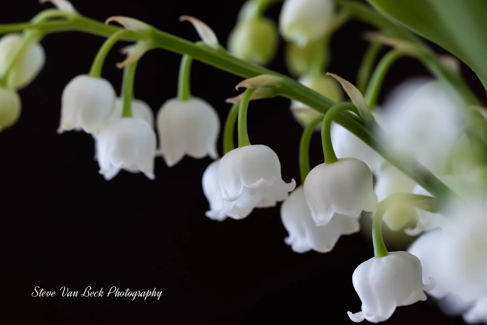 Lily of the Valley