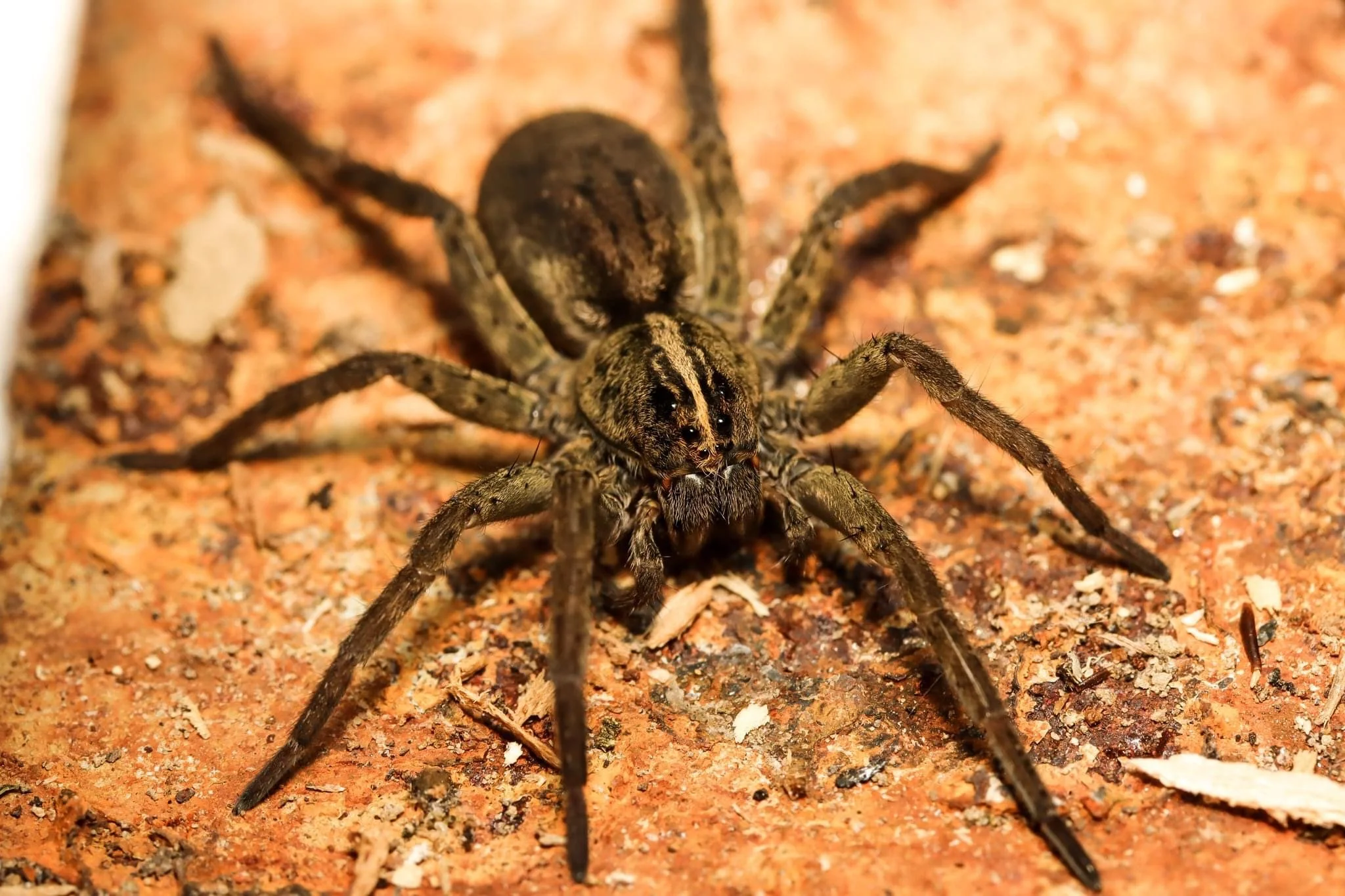 Wolf Spider on Brick