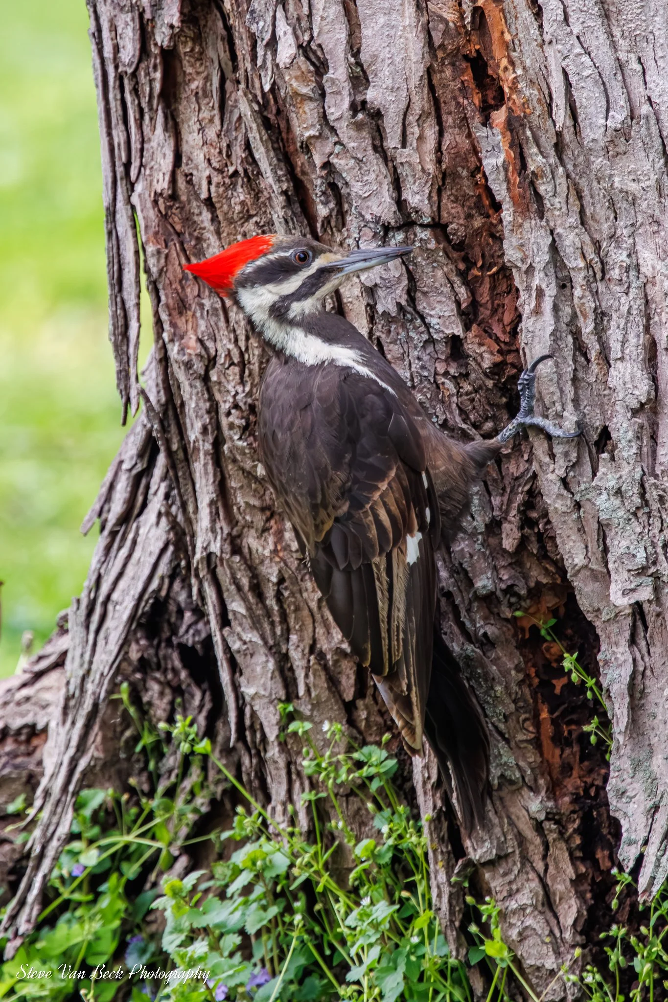 Pileated Wood Pecker.jpg