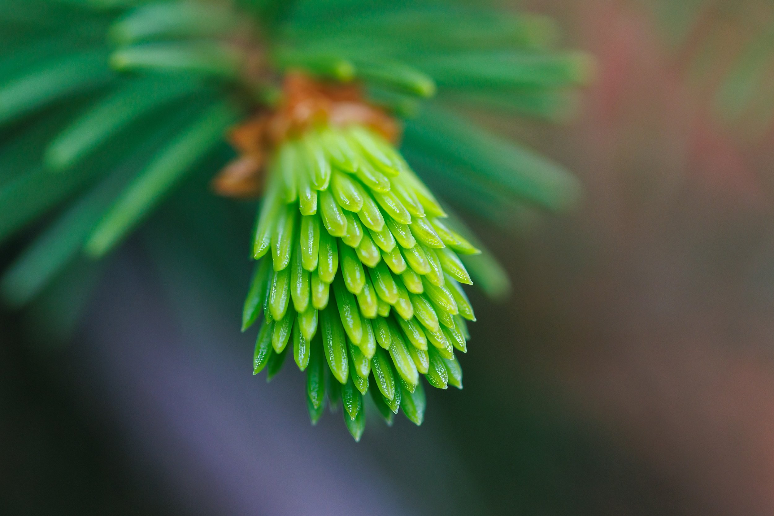 White Pine Bud