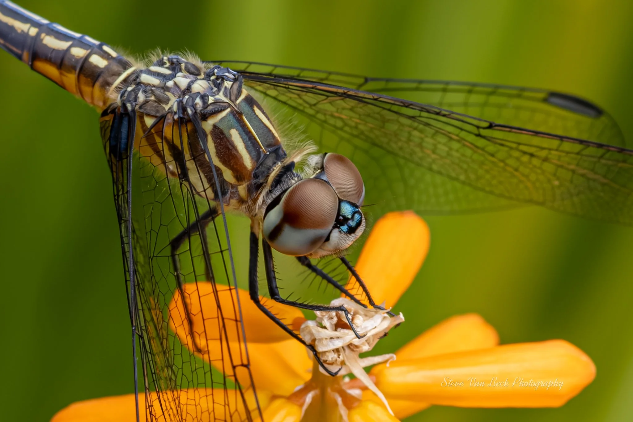 Blue Dasher Dragonfly