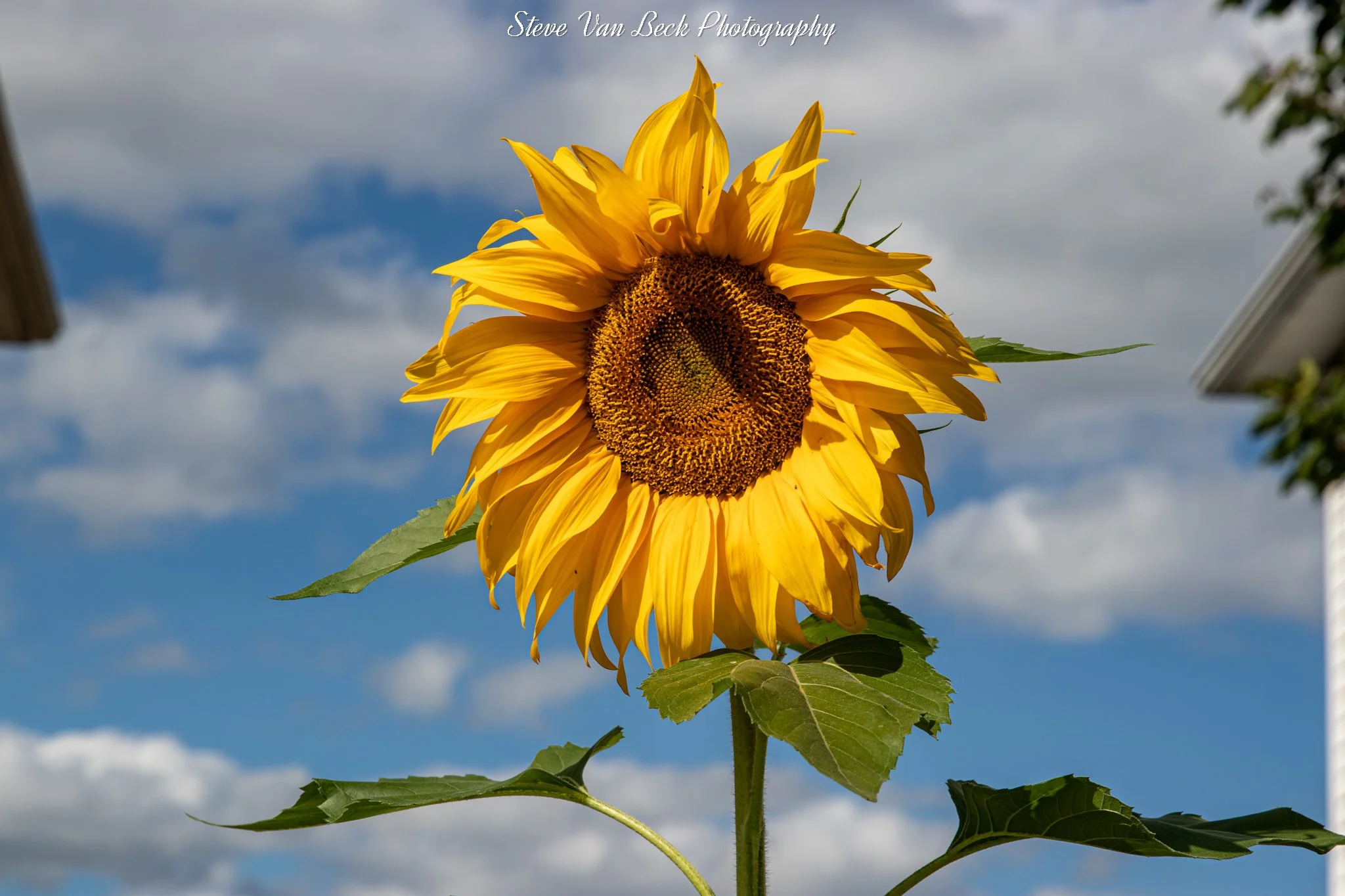 Ohio Sunflower