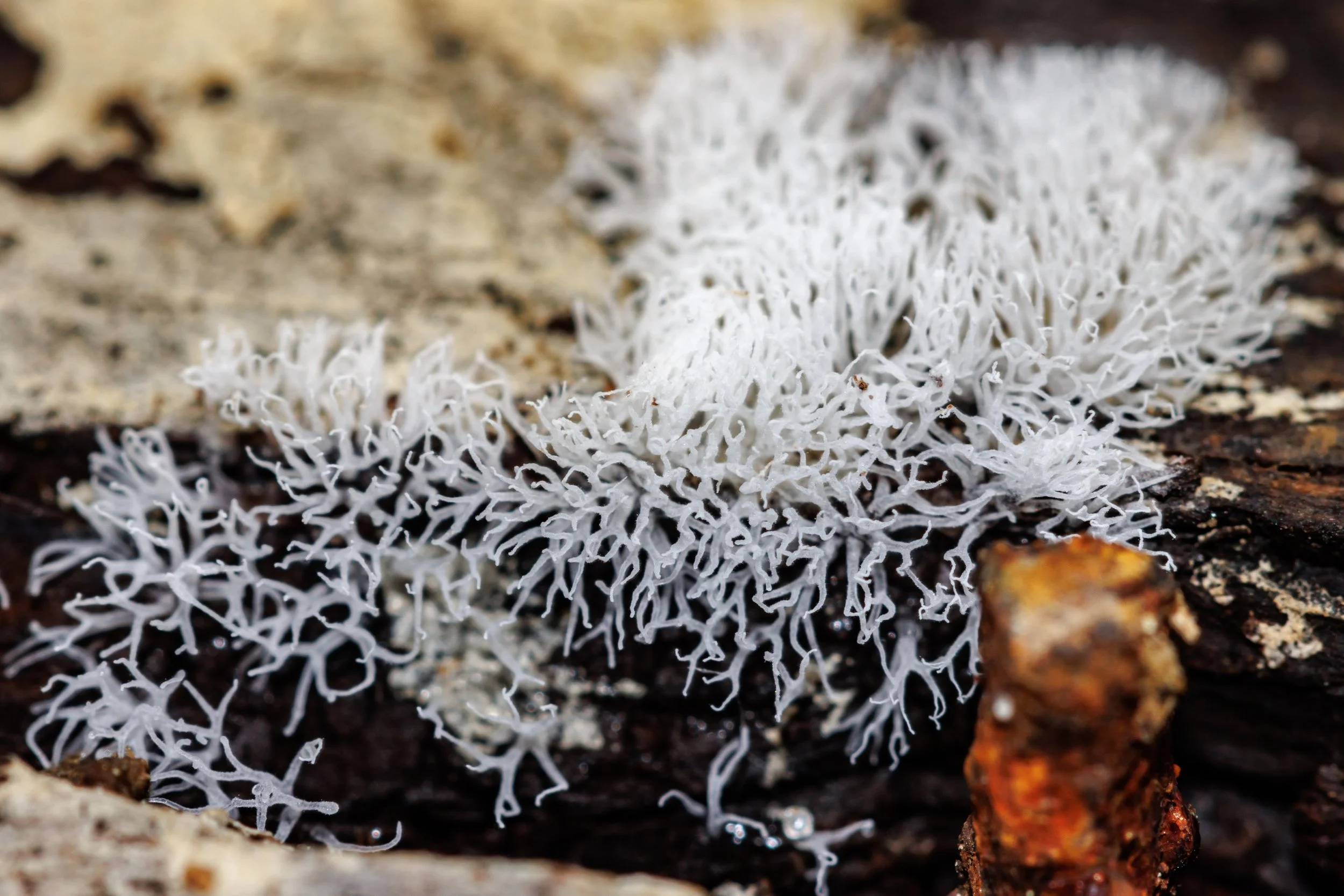 Coral Slime Mold