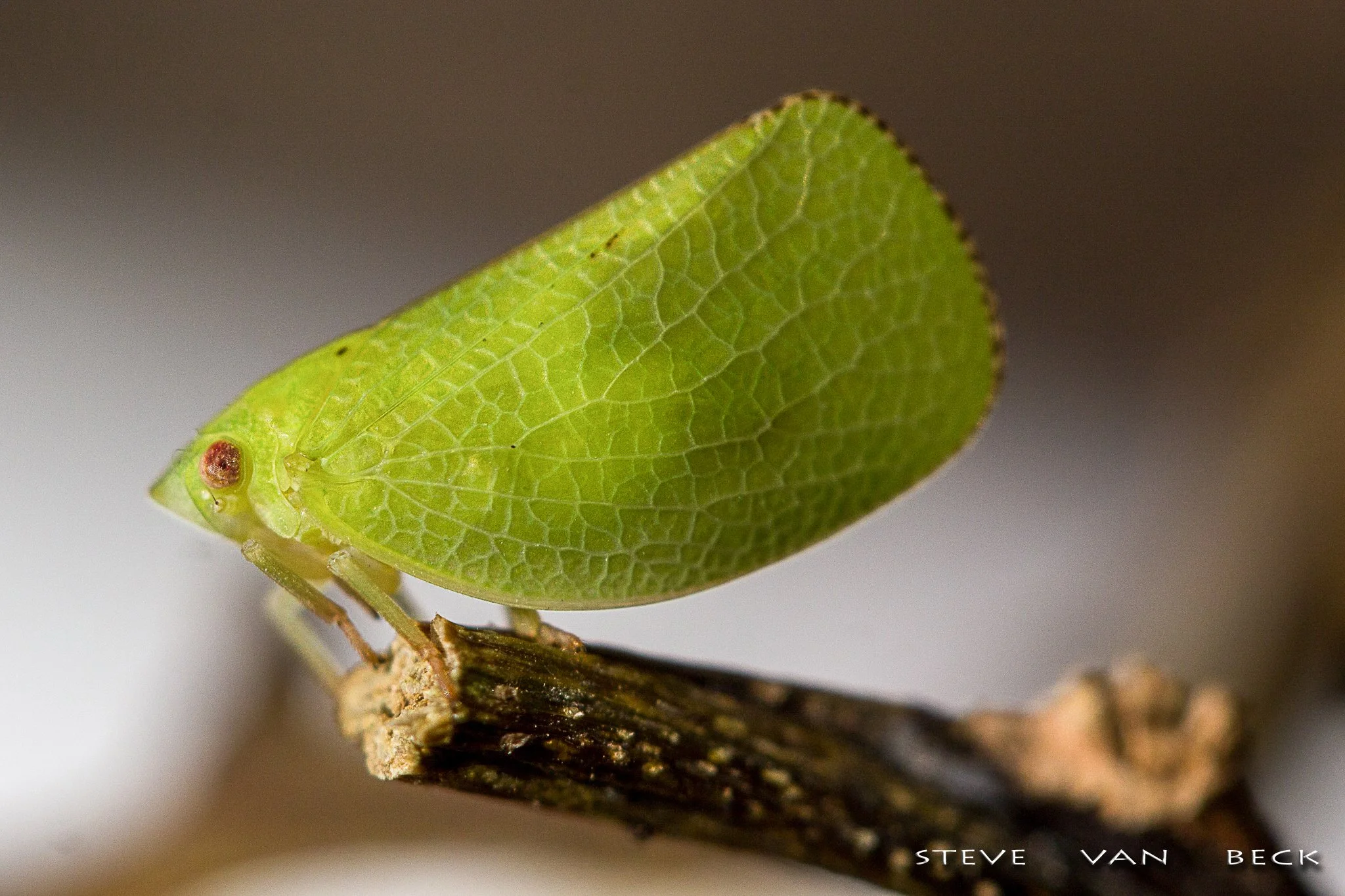 Leaf Hopper