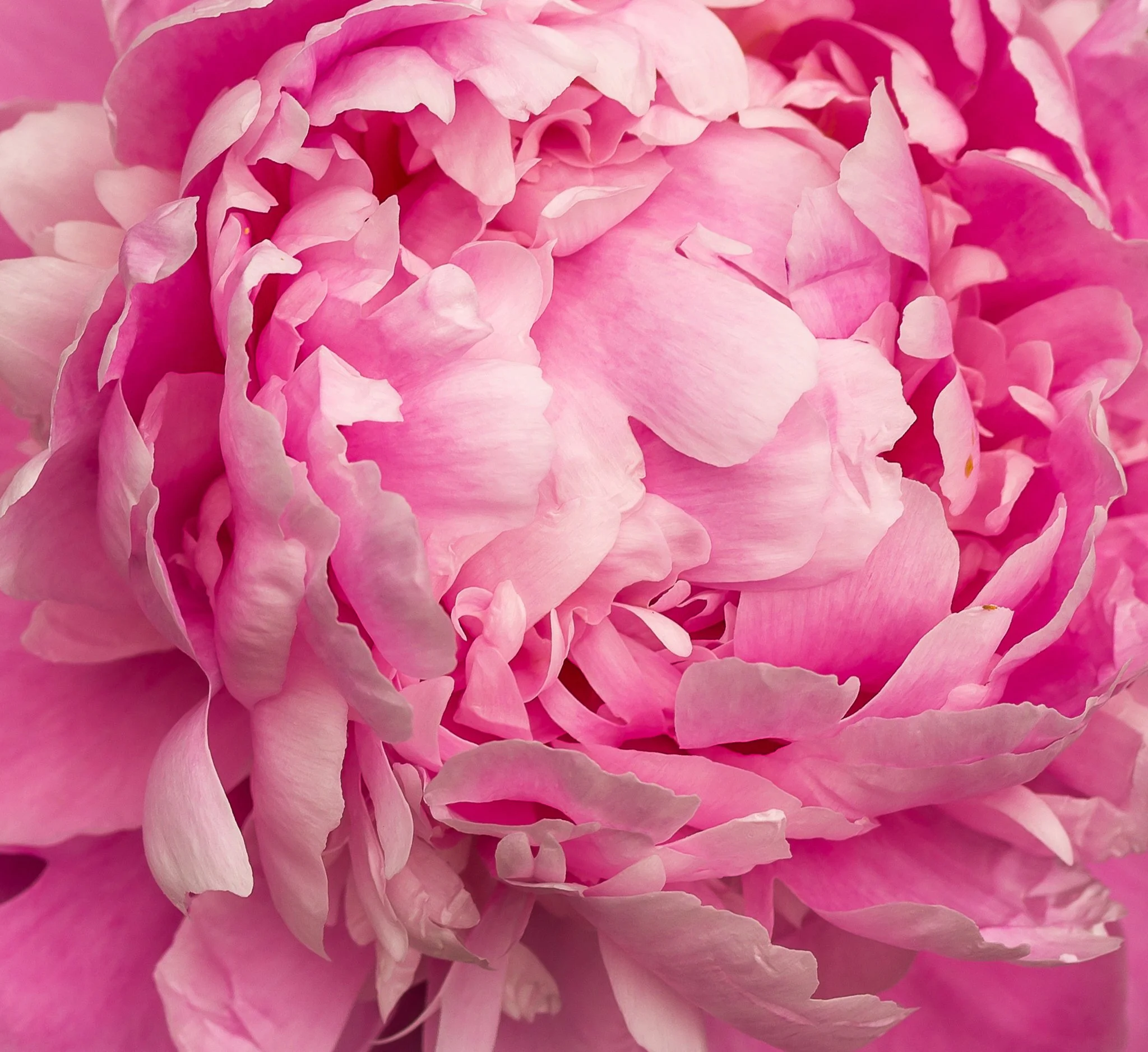 Peony Flower