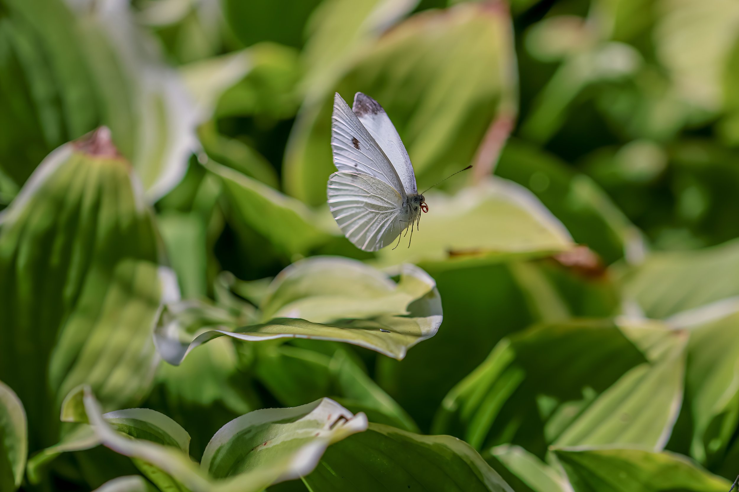 White Cabbage Butterfly lifting off Hosta Leaves