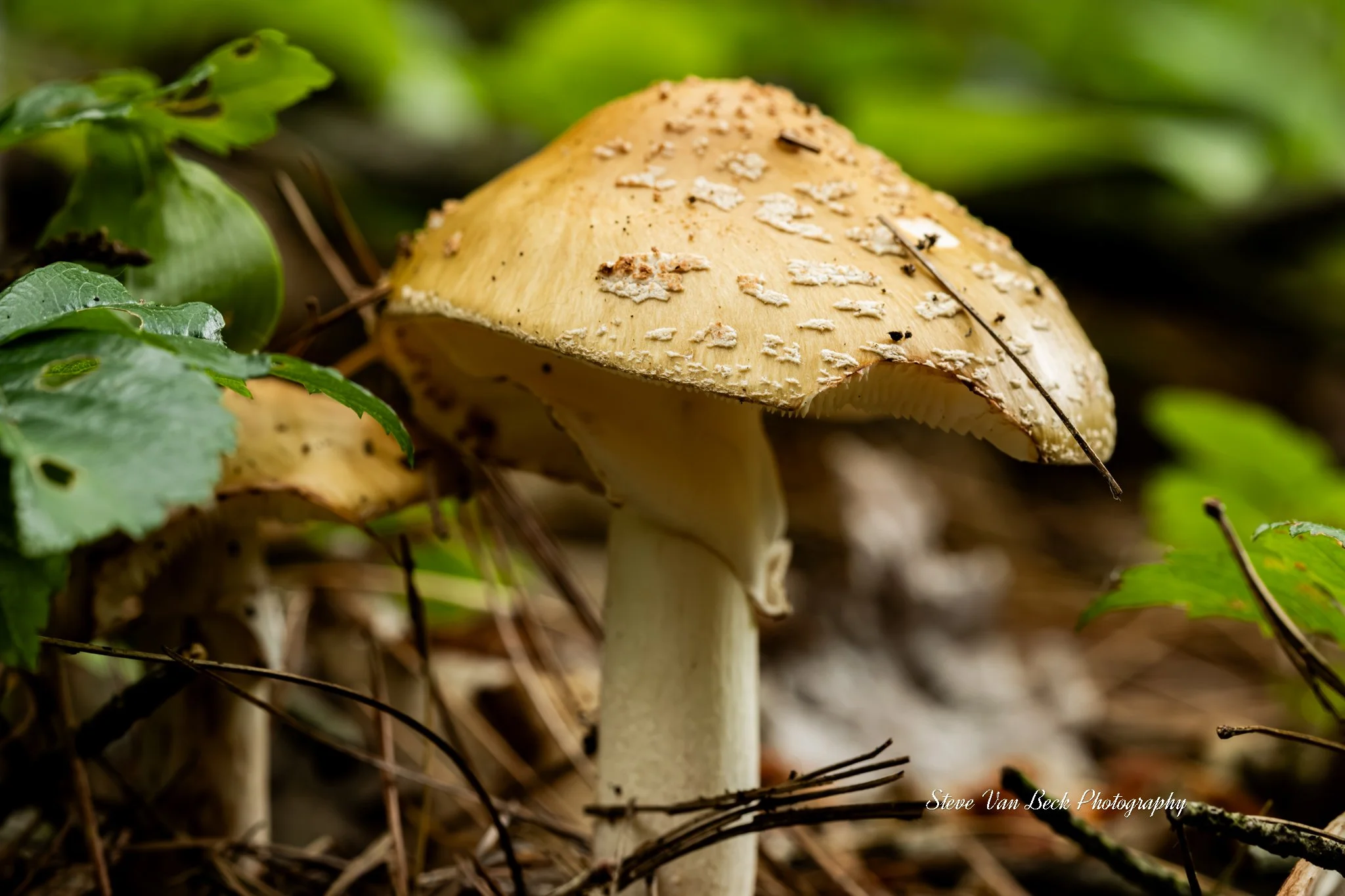Amanita "Death Cap" Mushroom
