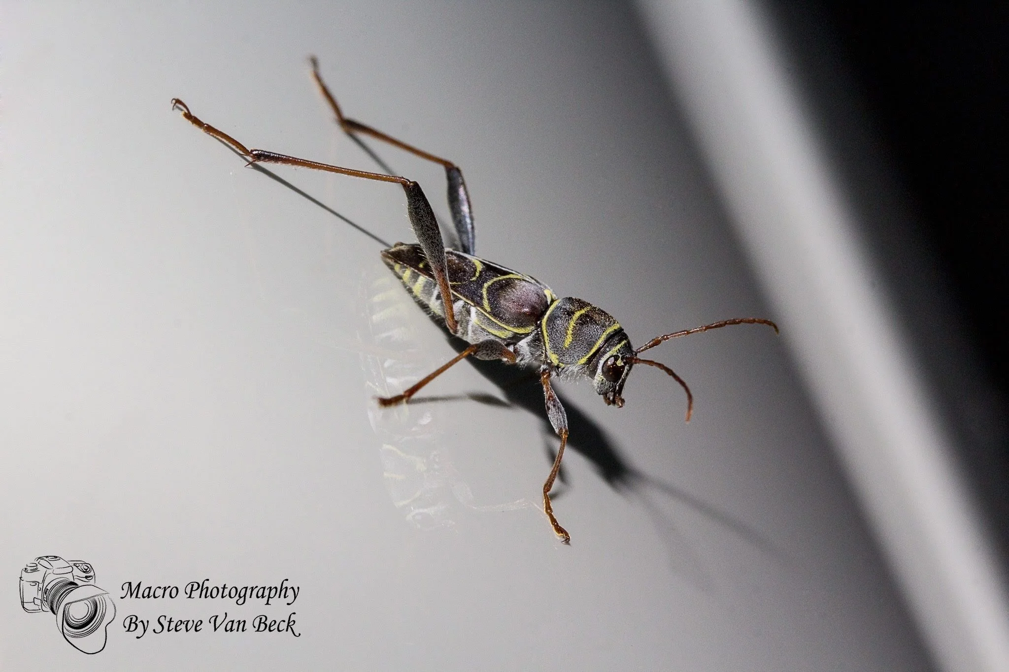 Red-Headed Ash Borer or Long Horned Beetle